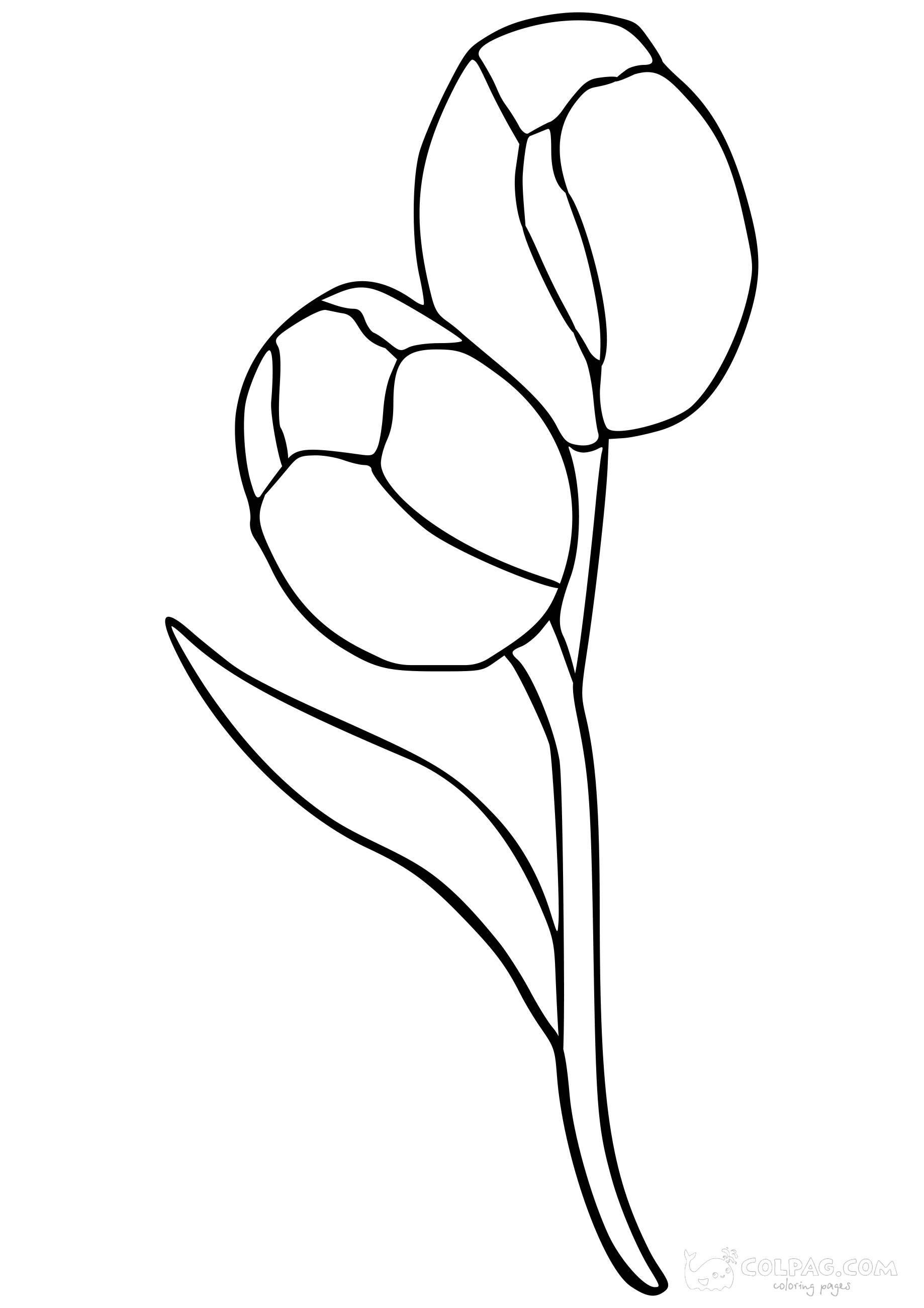 tulip-colpag-coloring-page-16