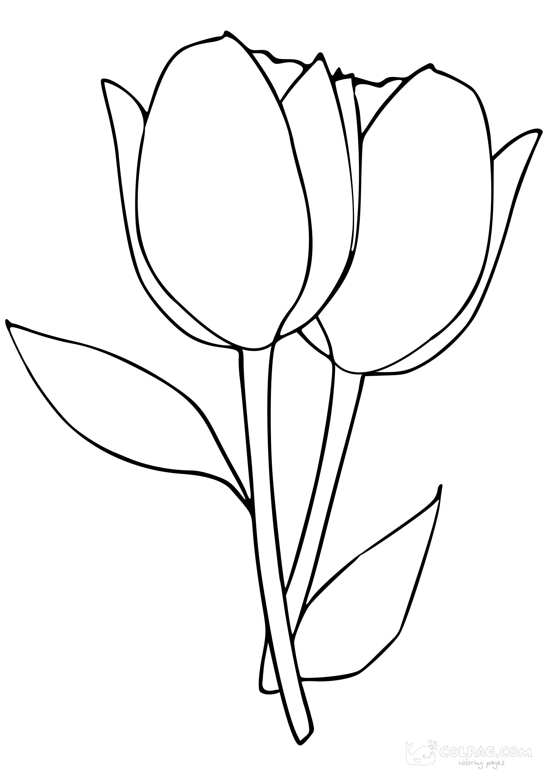 tulip-colpag-coloring-page-17