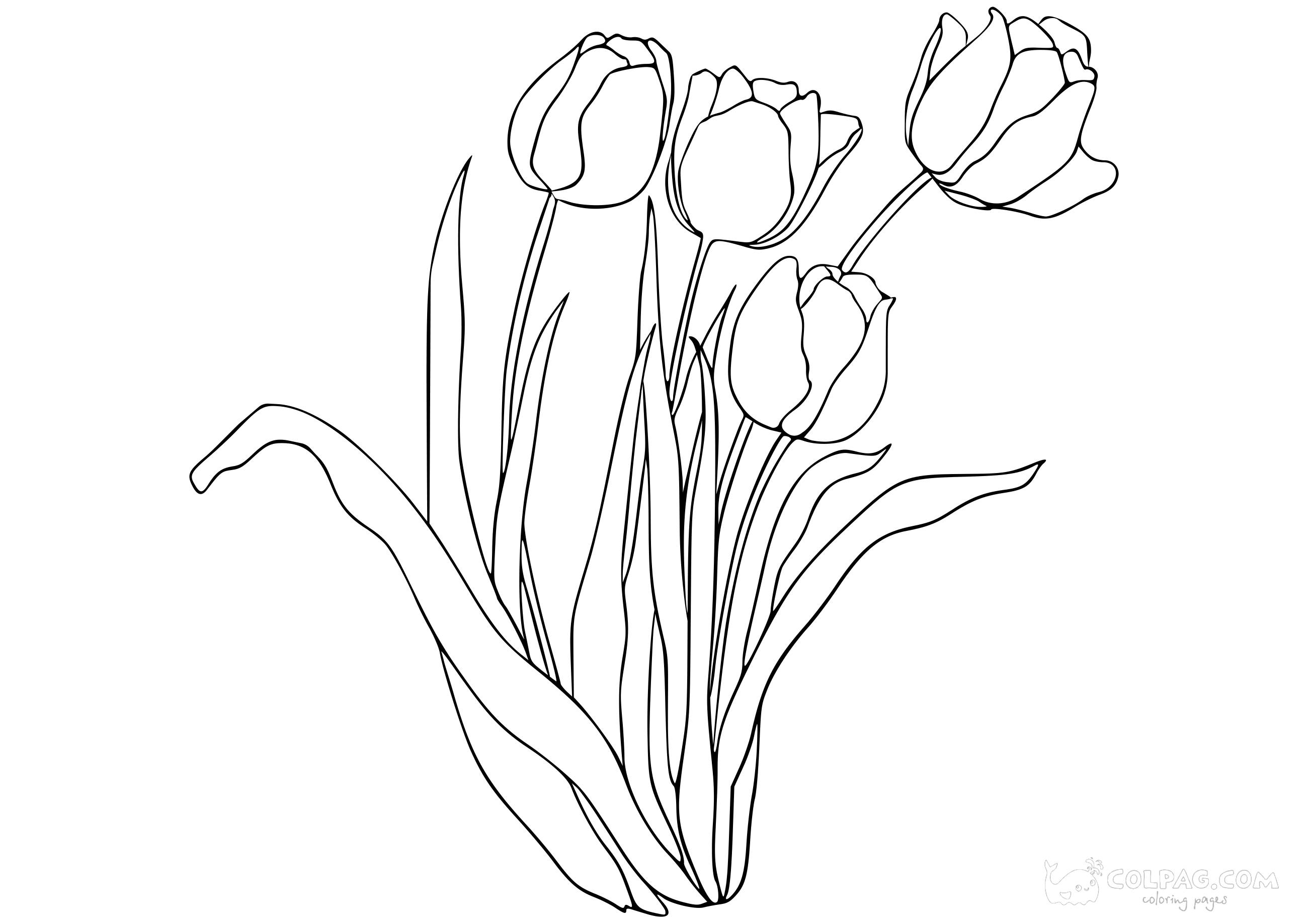 tulip-colpag-coloring-page-19