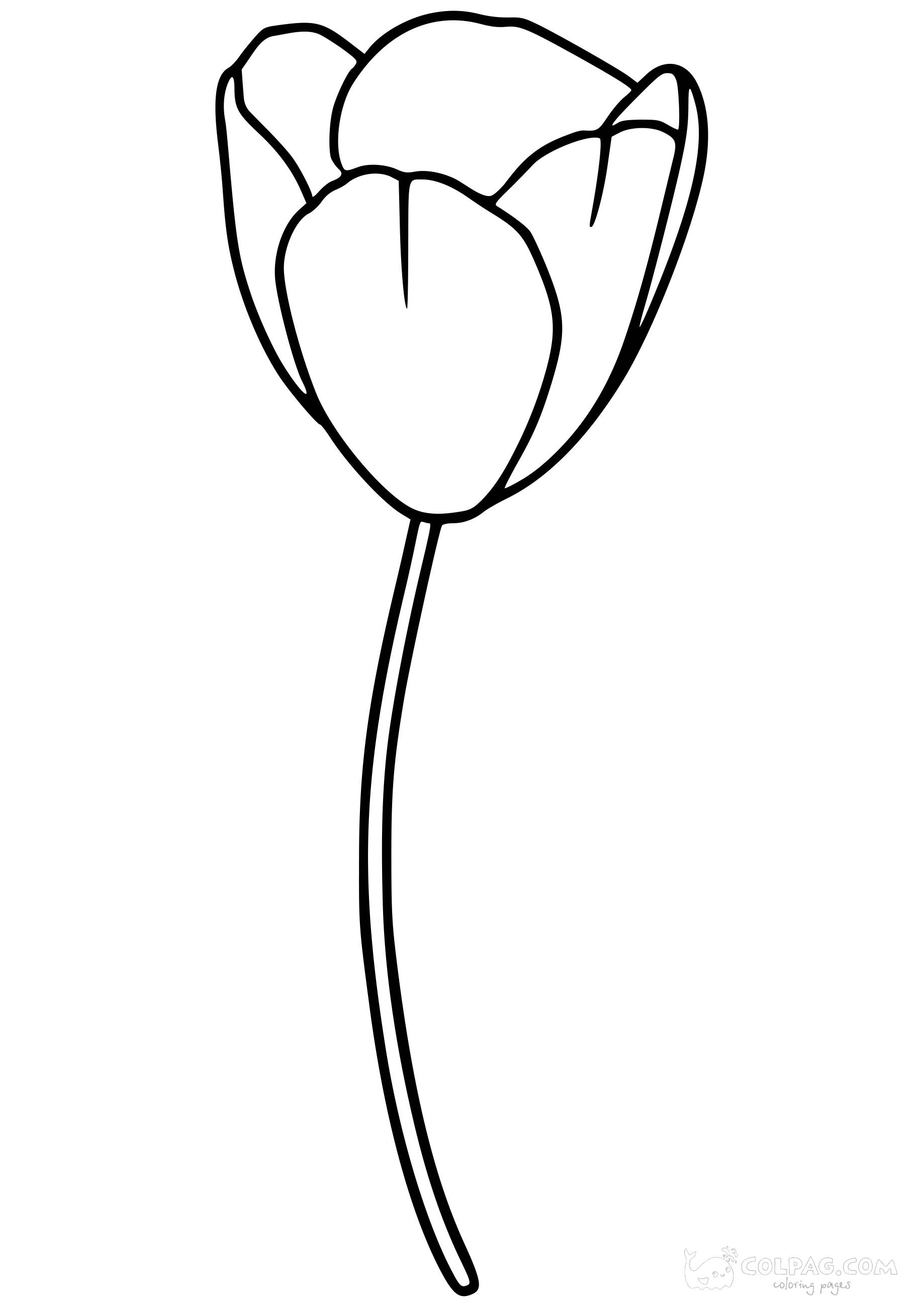tulip-colpag-coloring-page-2