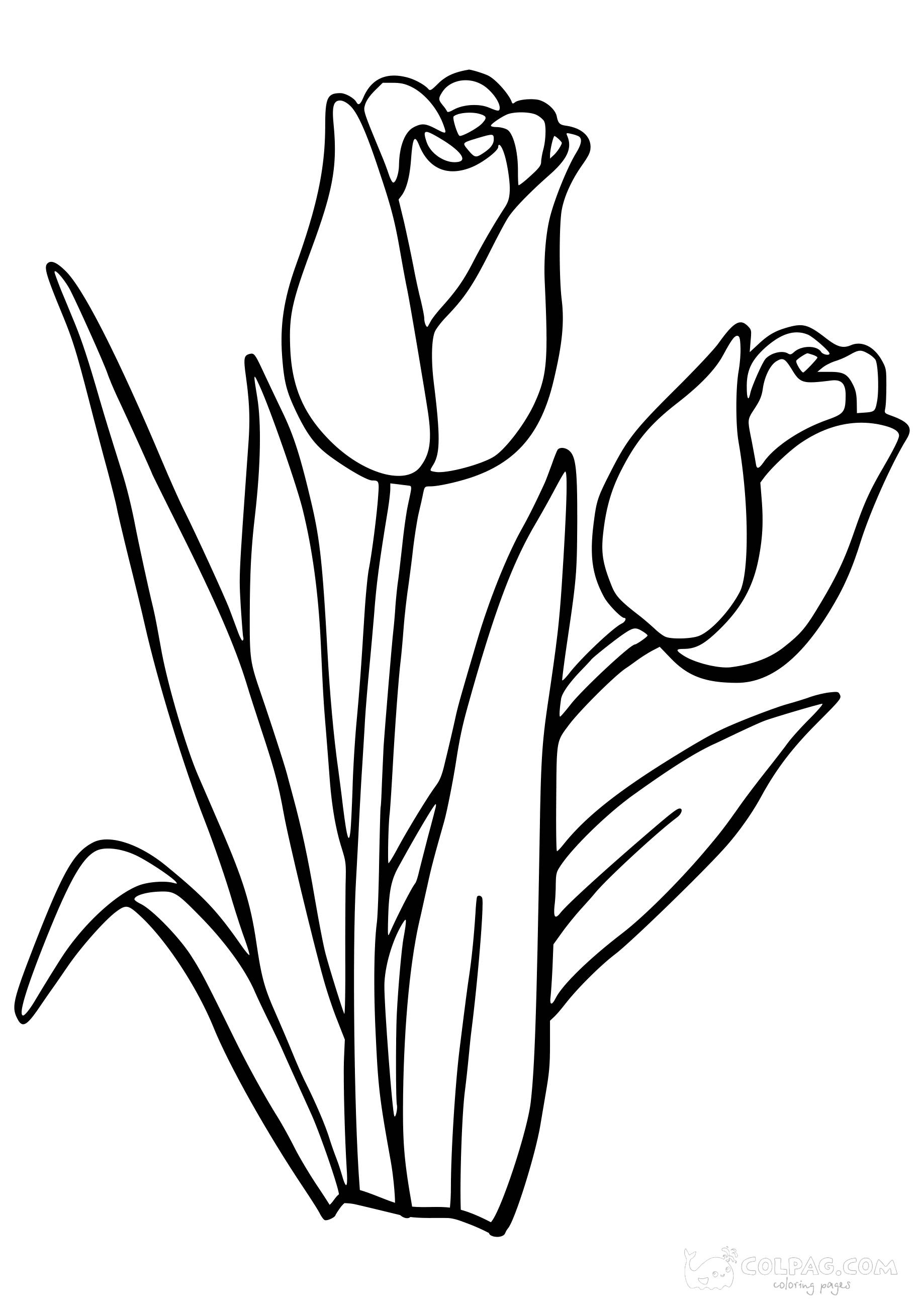 tulip-colpag-coloring-page-22