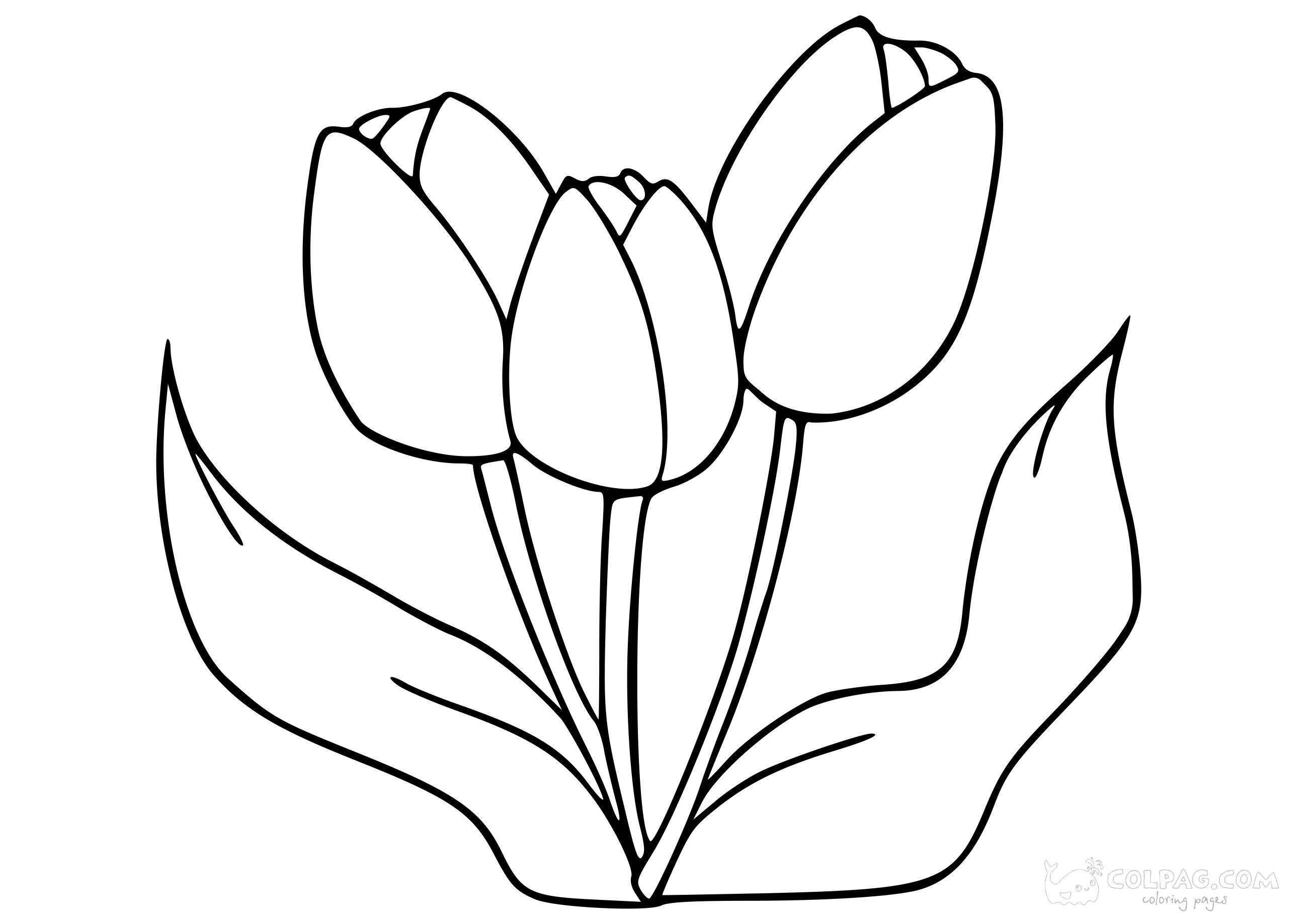 tulip-colpag-coloring-page-23