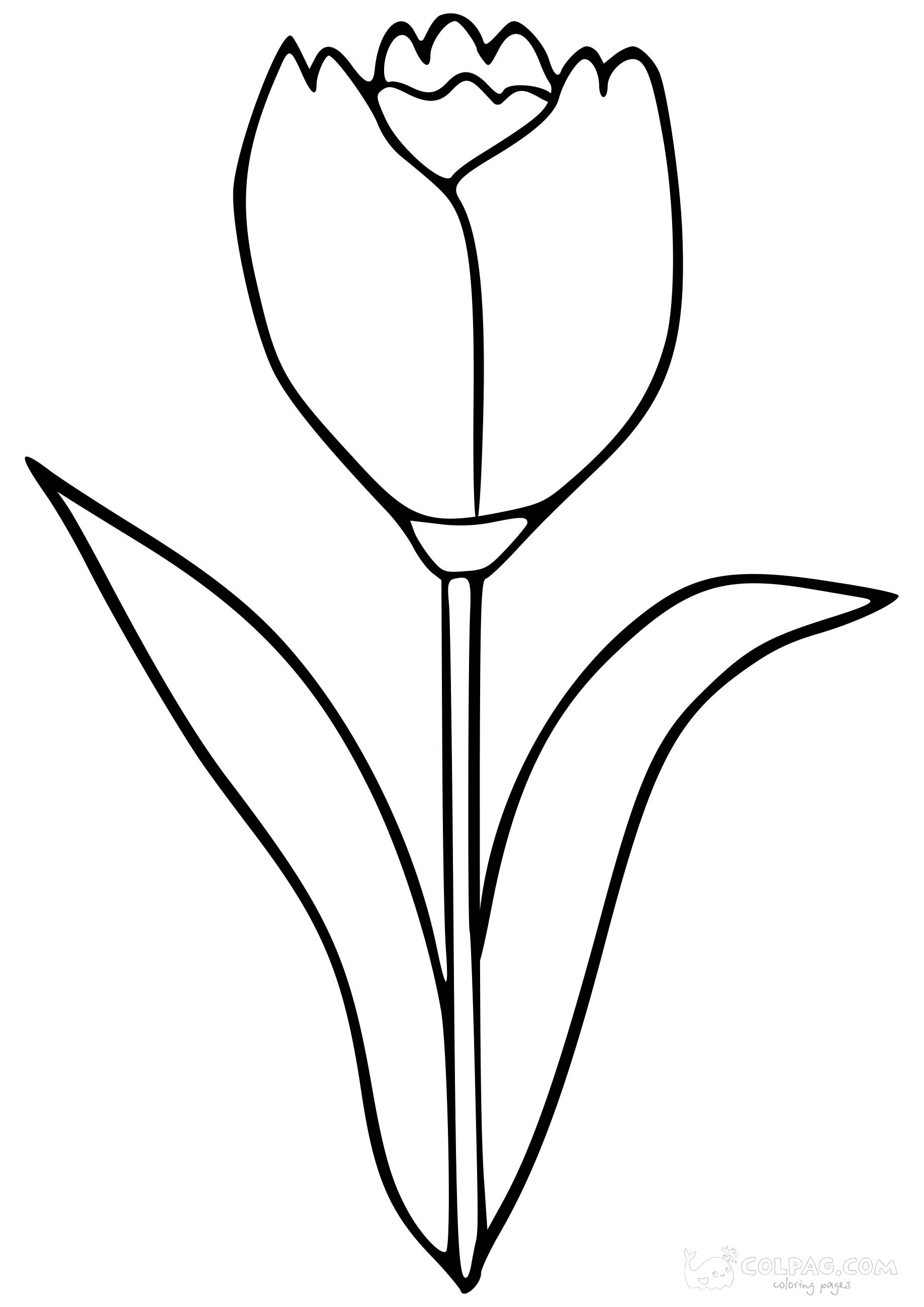 tulip-colpag-coloring-page-25