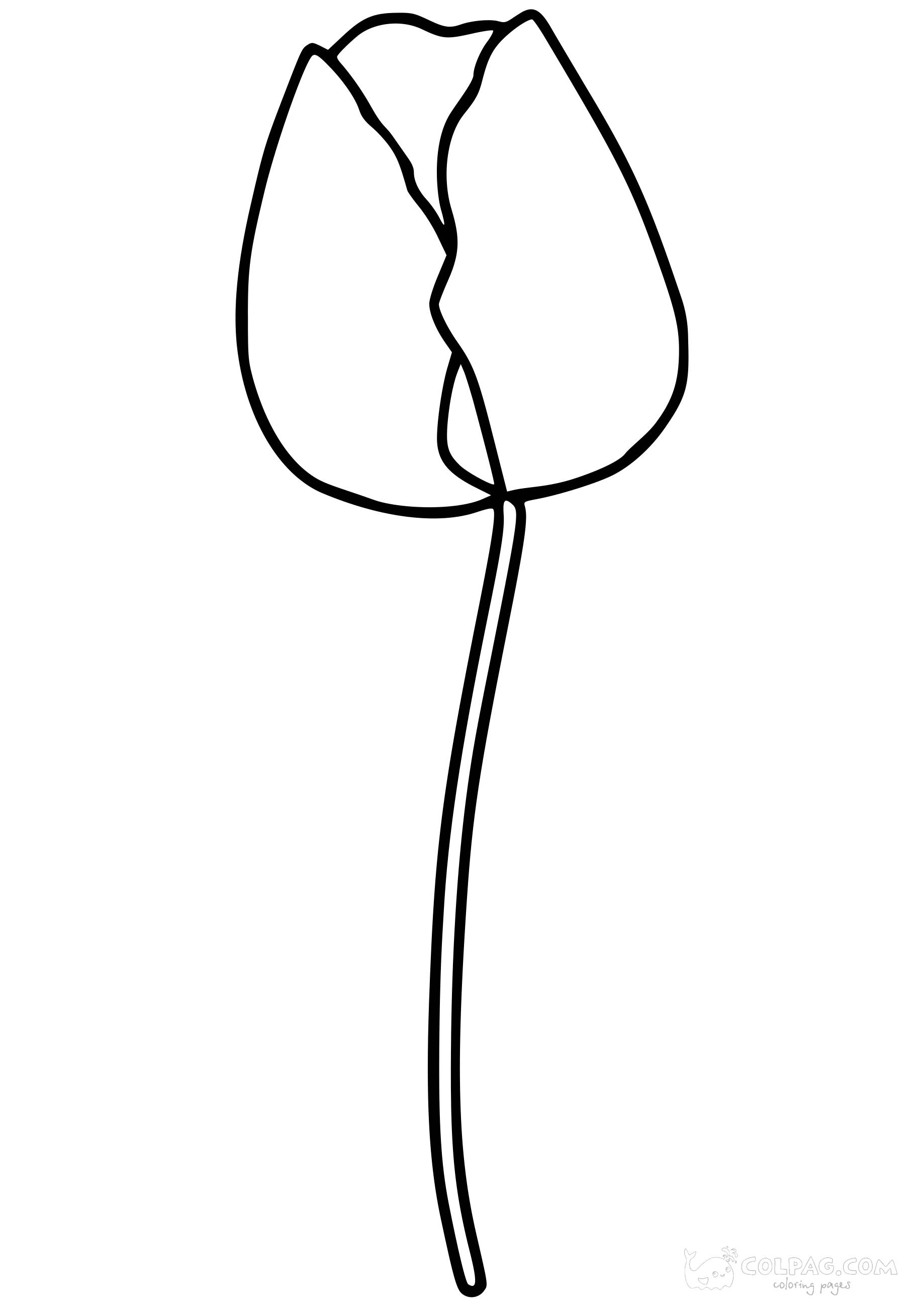 tulip-colpag-coloring-page-3
