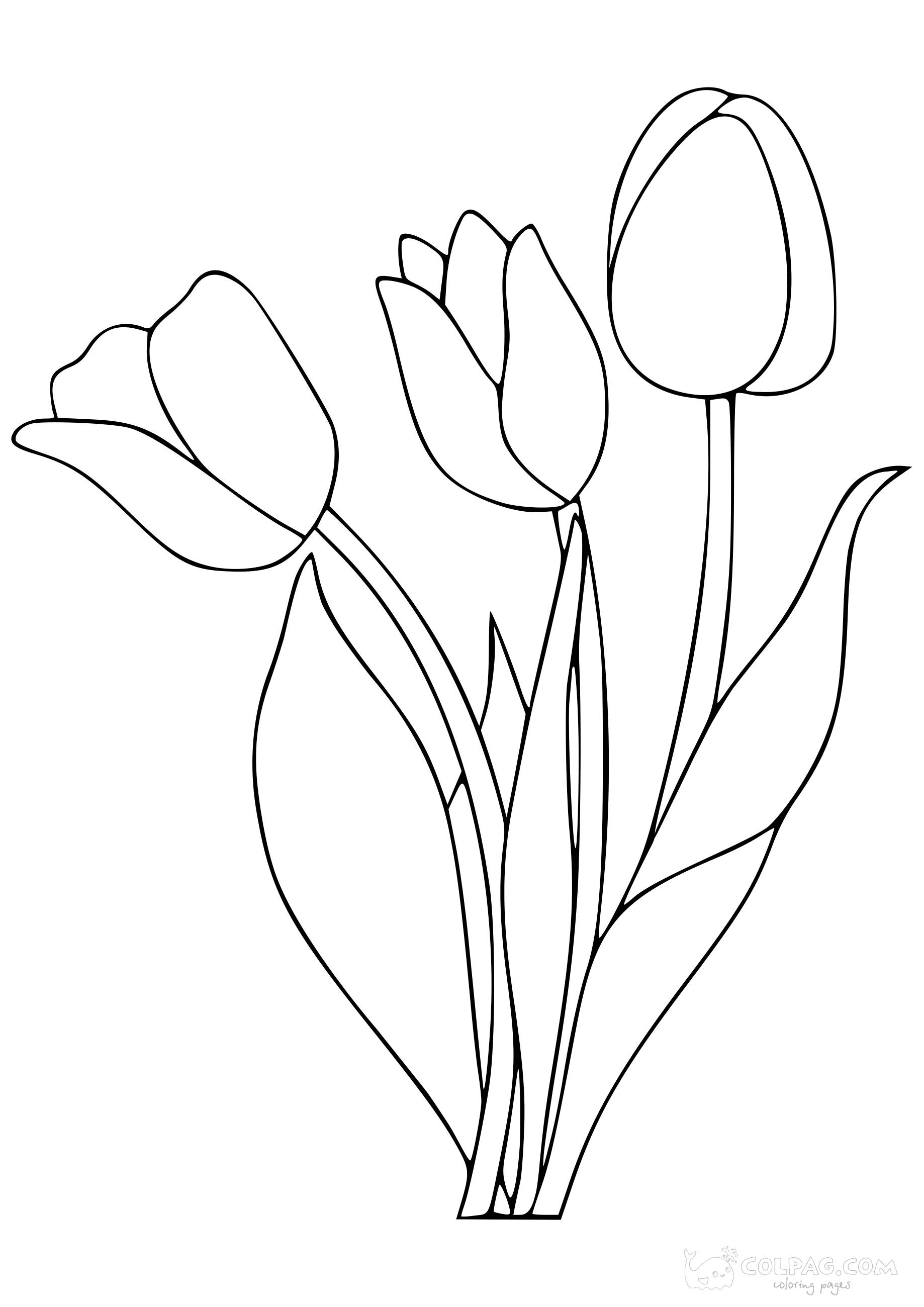 tulip-colpag-coloring-page-30
