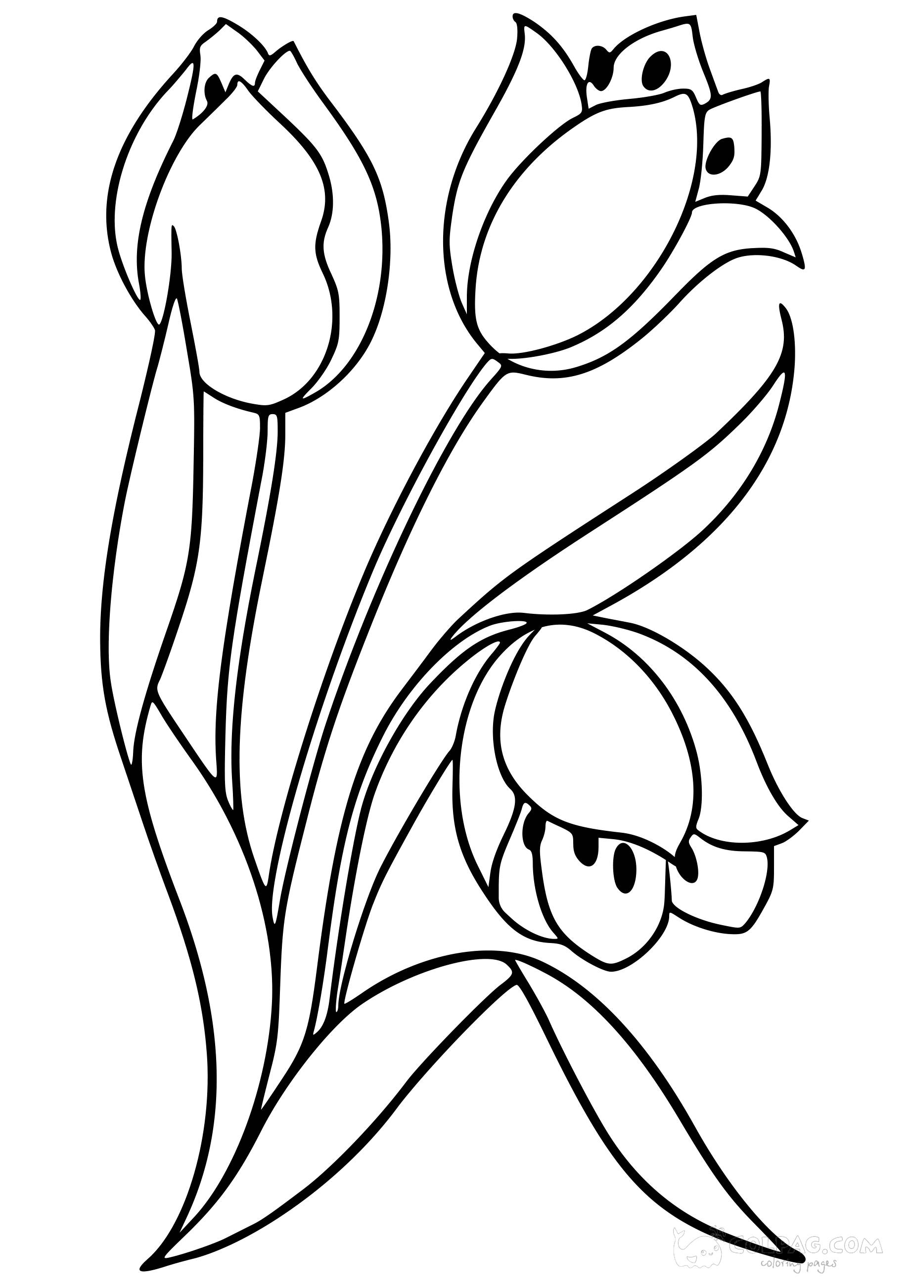 tulip-colpag-coloring-page-31