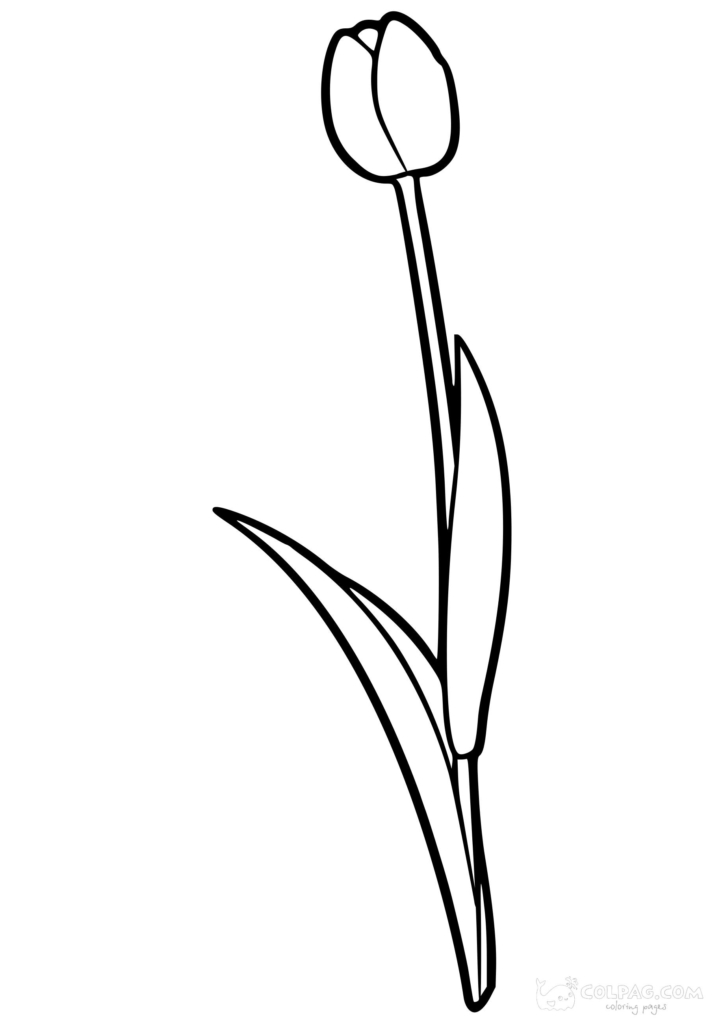 Desenhos de tulipas para colorir
