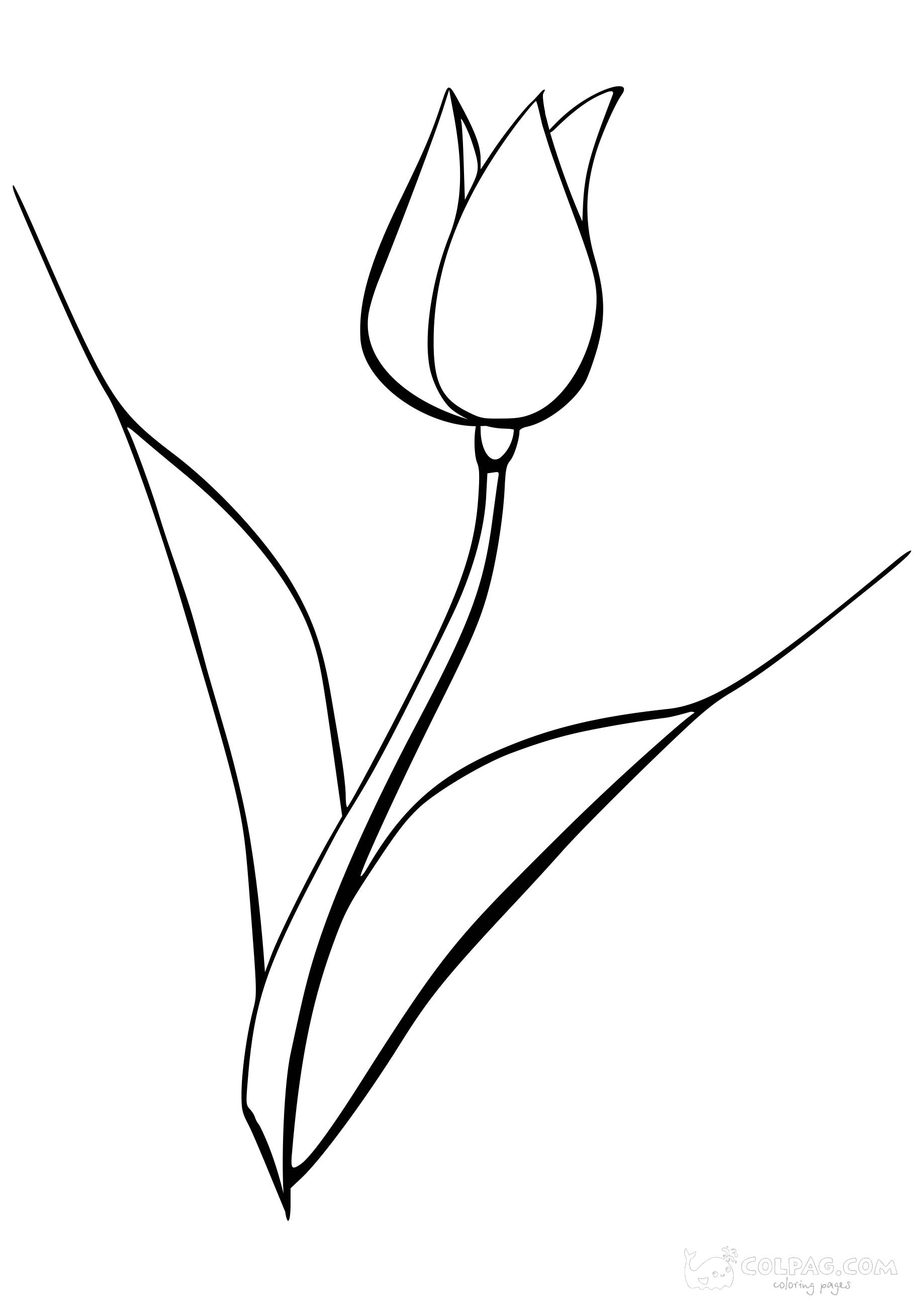 tulip-colpag-coloring-page-35
