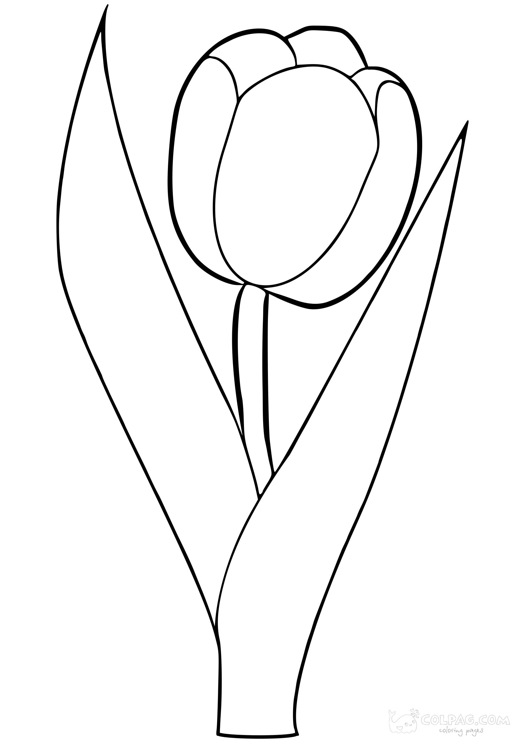tulip-colpag-coloring-page-36