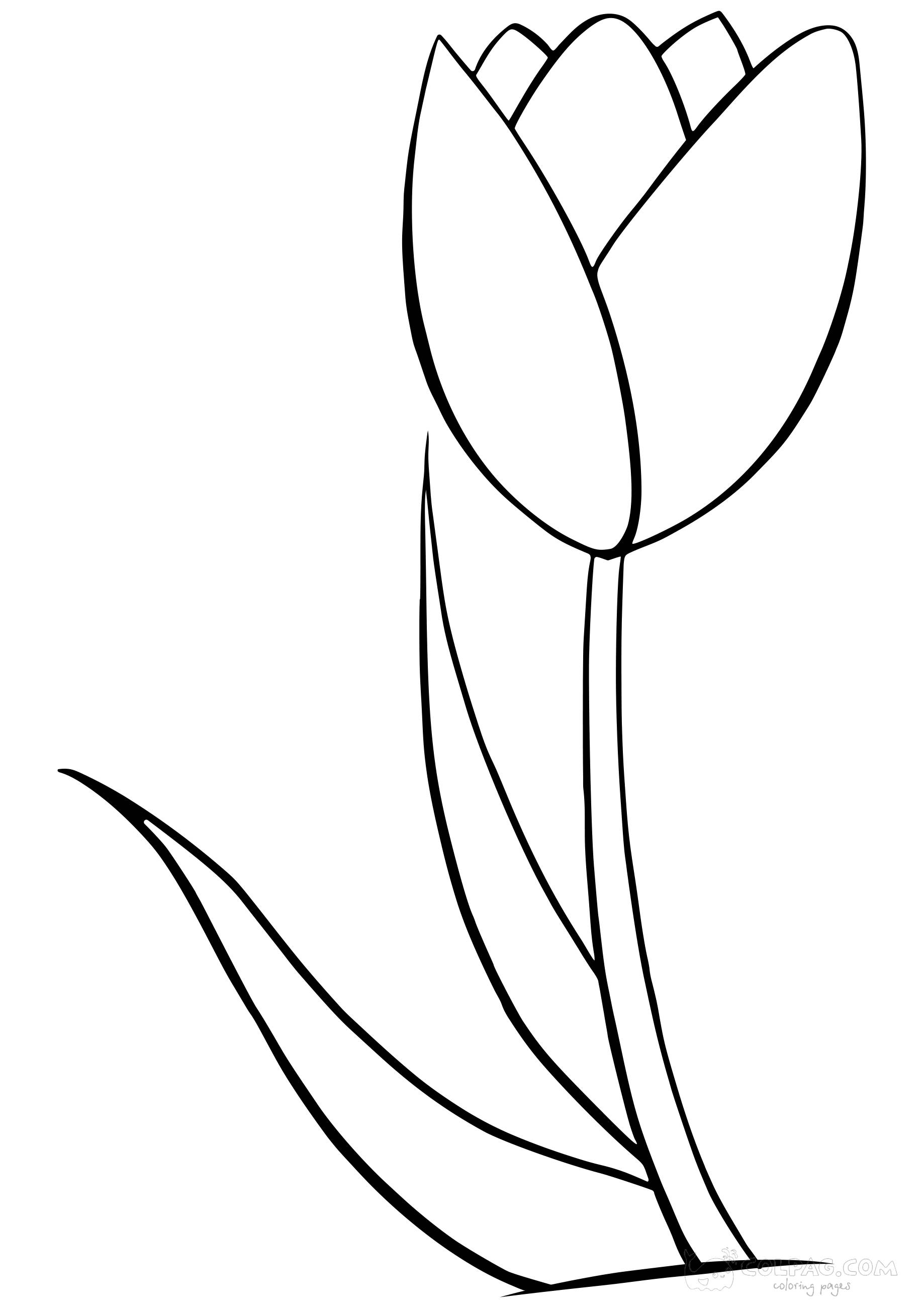 tulip-colpag-coloring-page-37