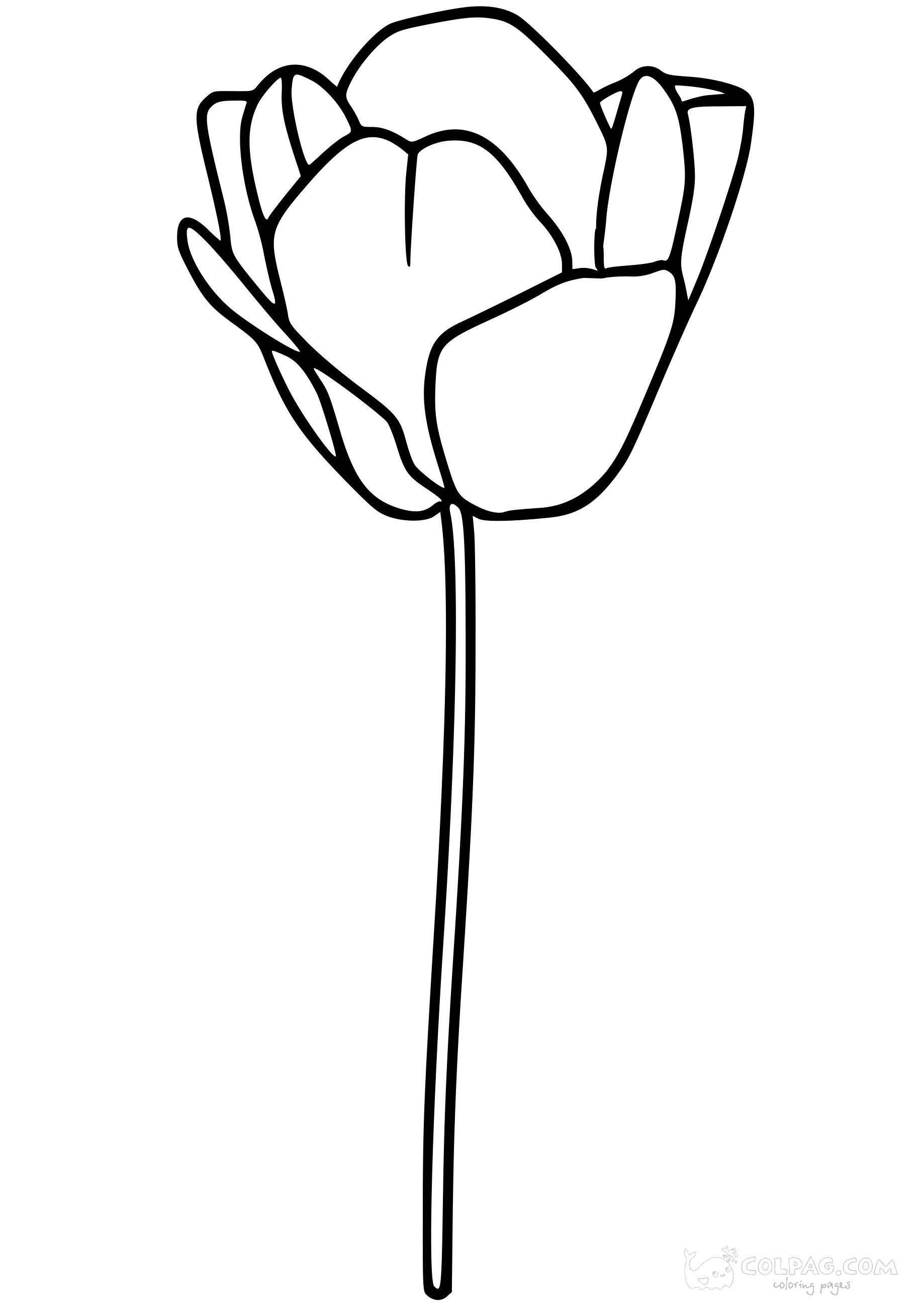 tulip-colpag-coloring-page-4