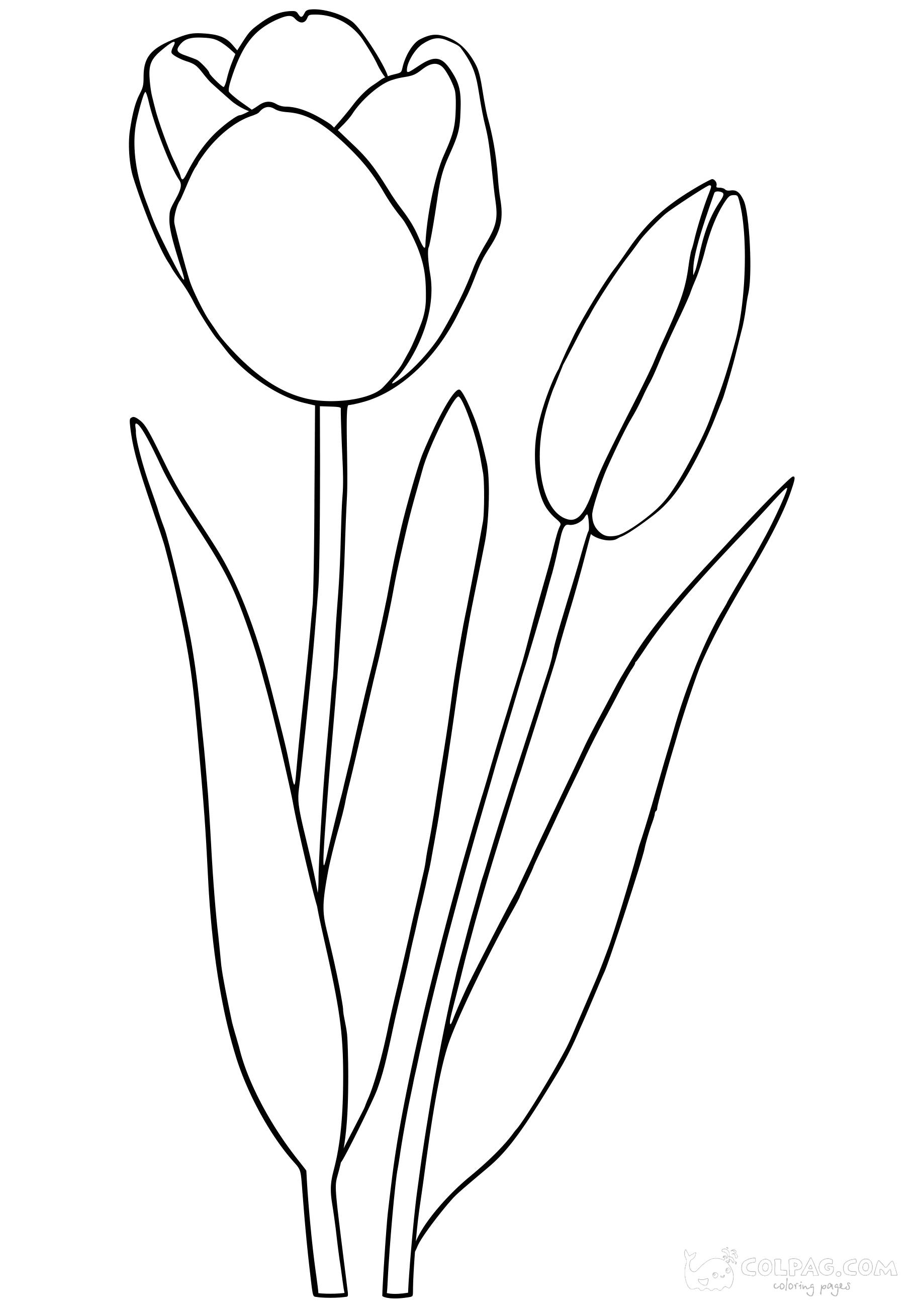 tulip-colpag-coloring-page-40