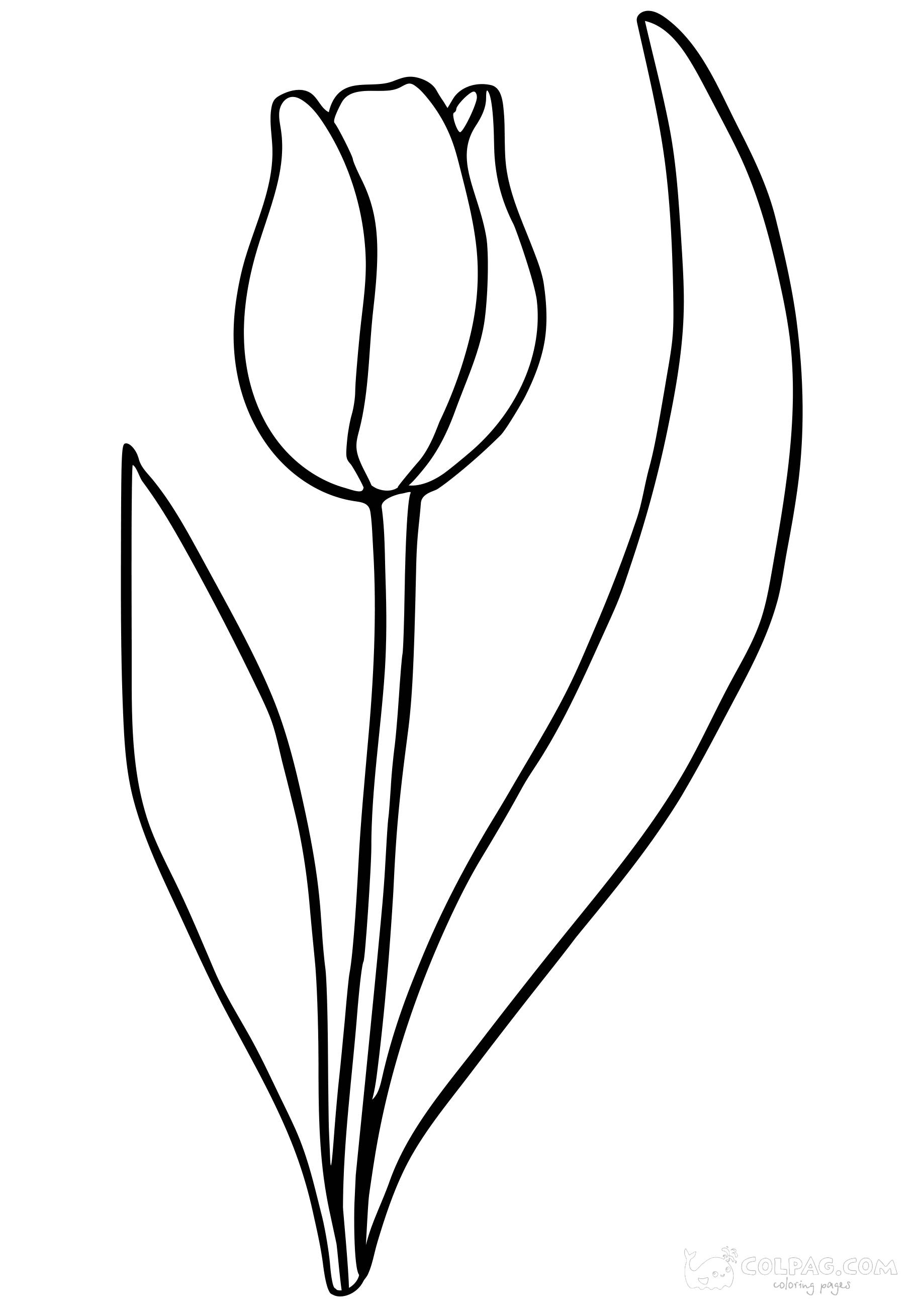tulip-colpag-coloring-page-42