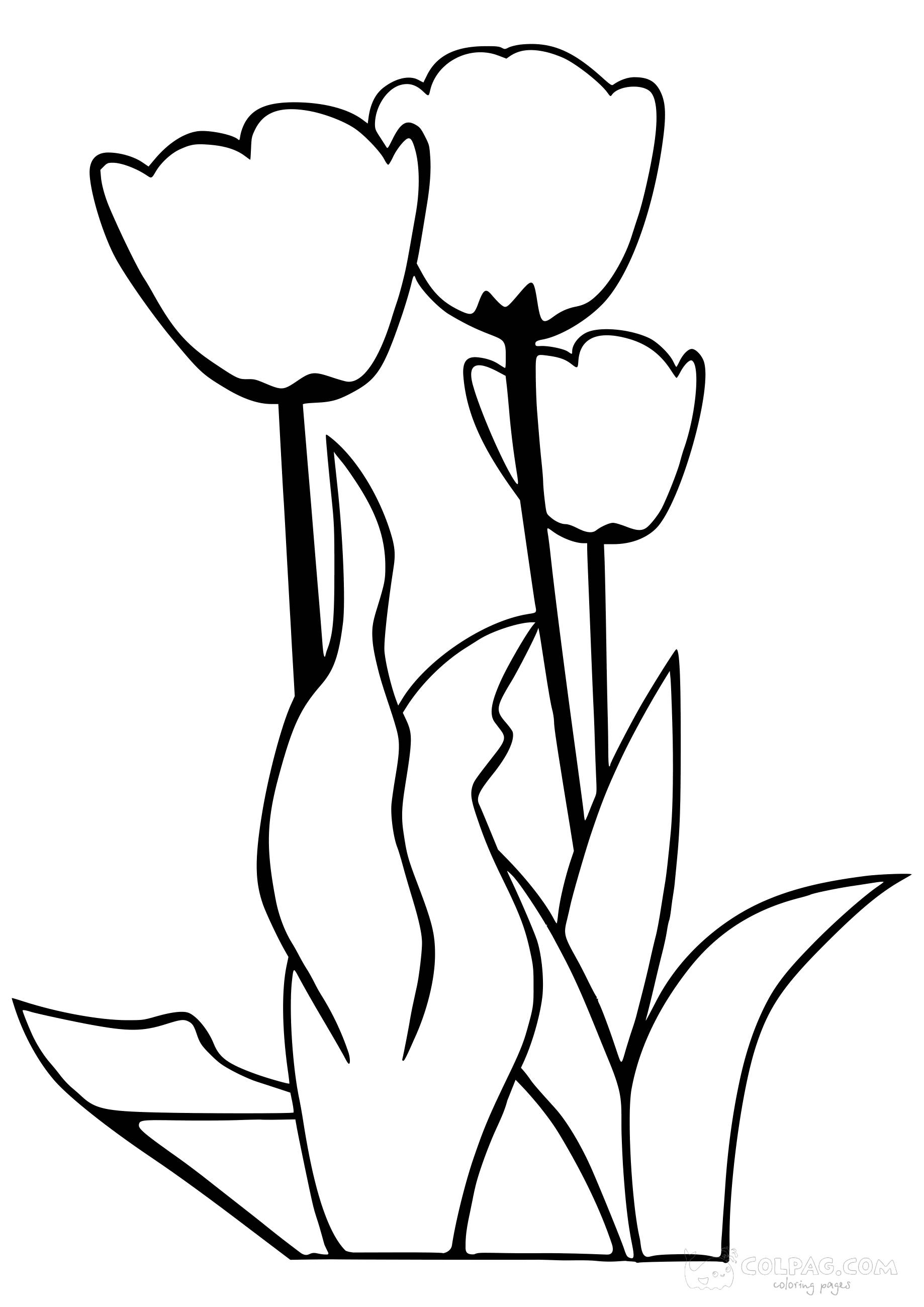 tulip-colpag-coloring-page-43