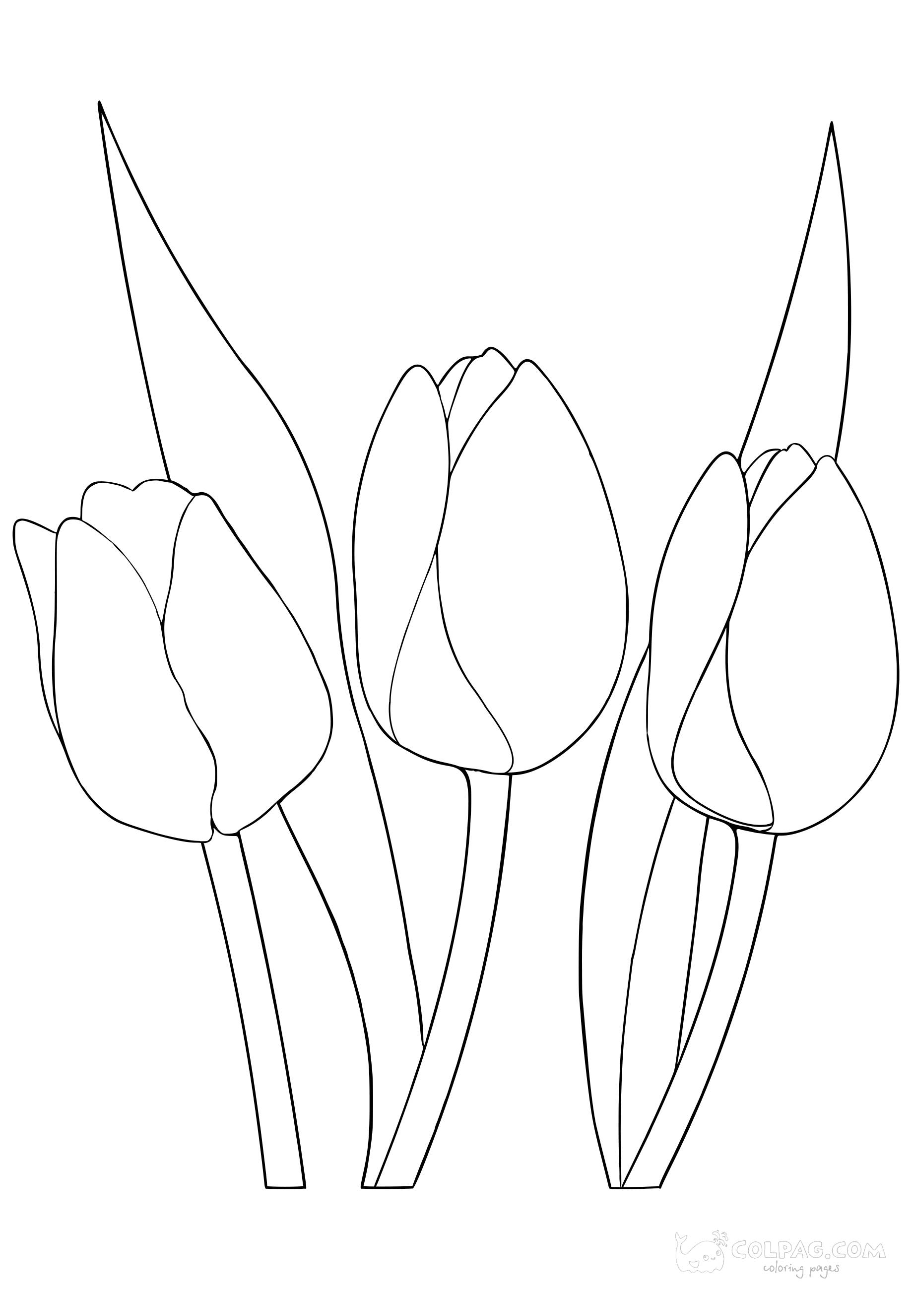 tulip-colpag-coloring-page-44