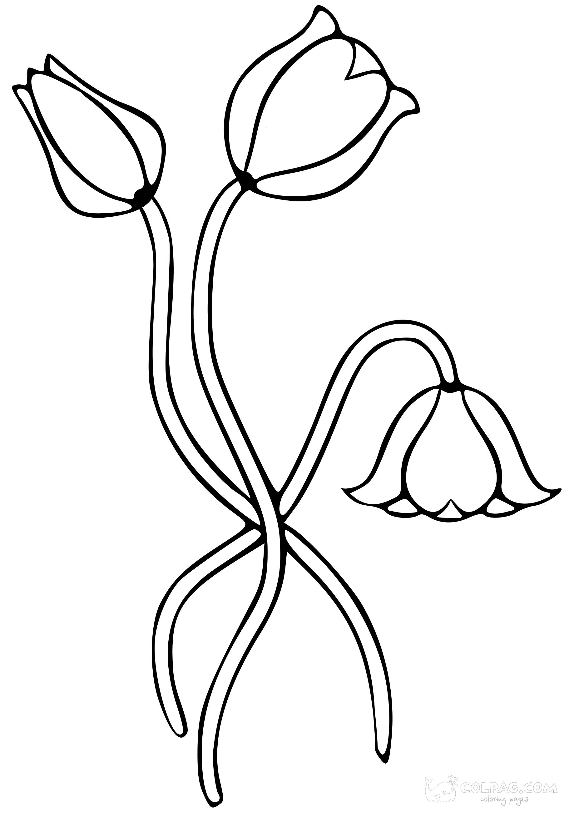 tulip-colpag-coloring-page-45