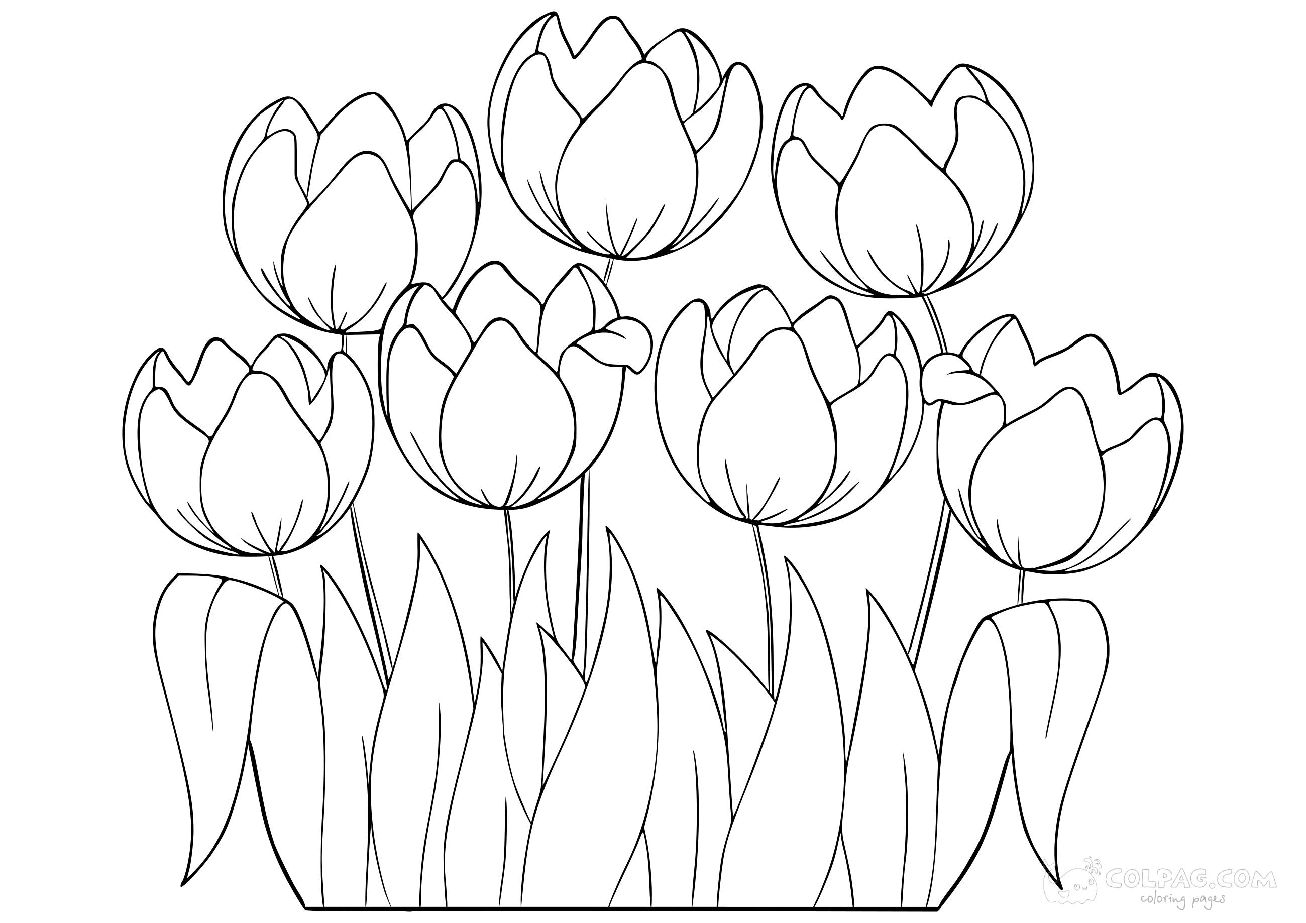 tulip-colpag-coloring-page-46