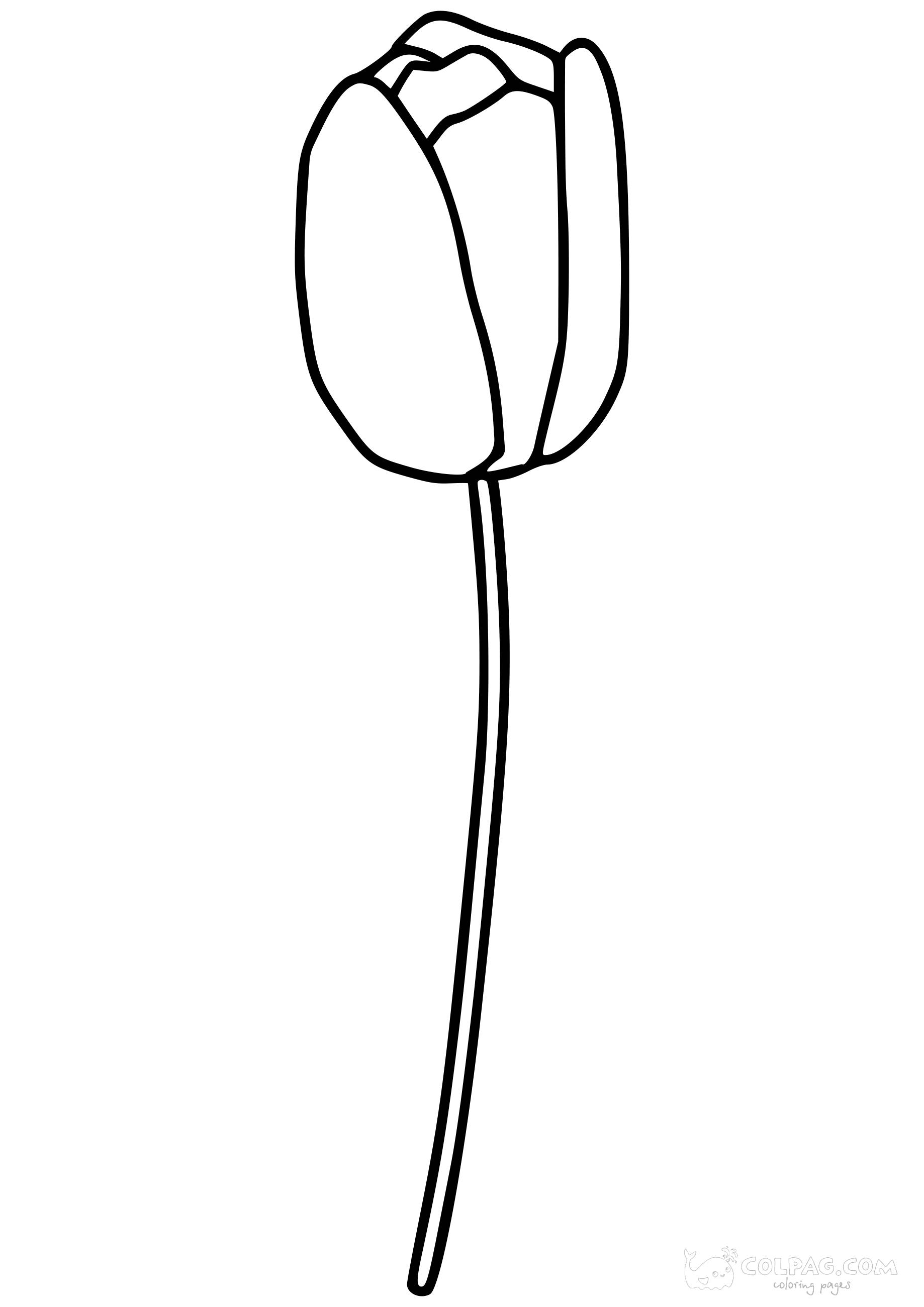tulip-colpag-coloring-page-5