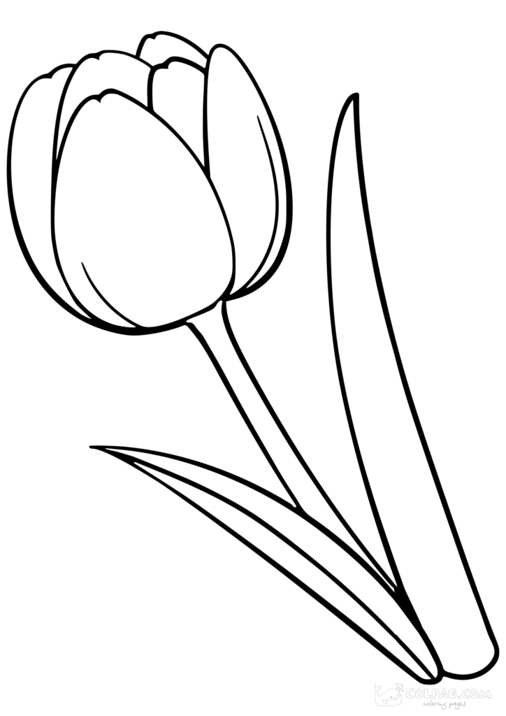 Dibujos de tulipanes para colorear gratis