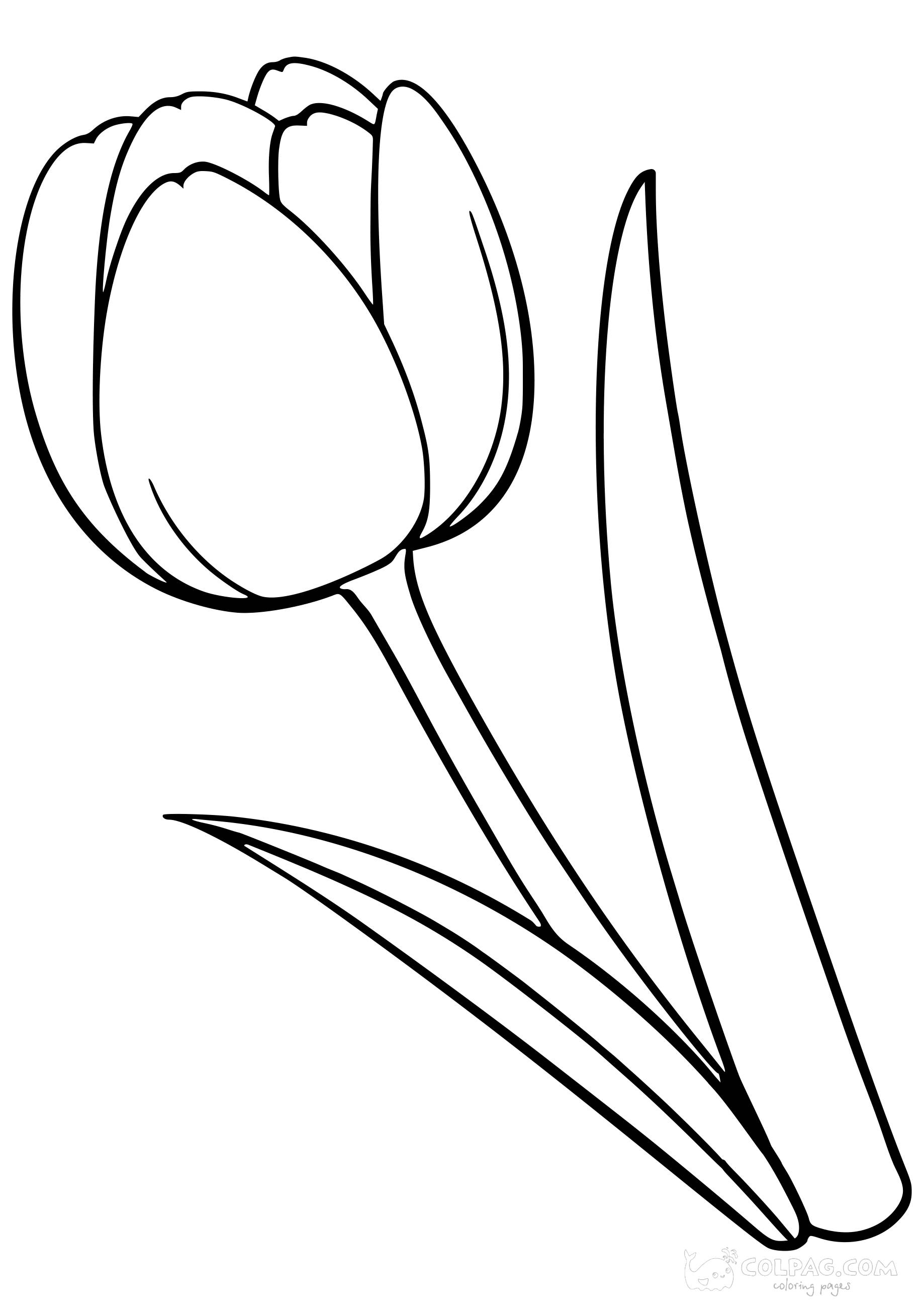 tulip-colpag-coloring-page-54