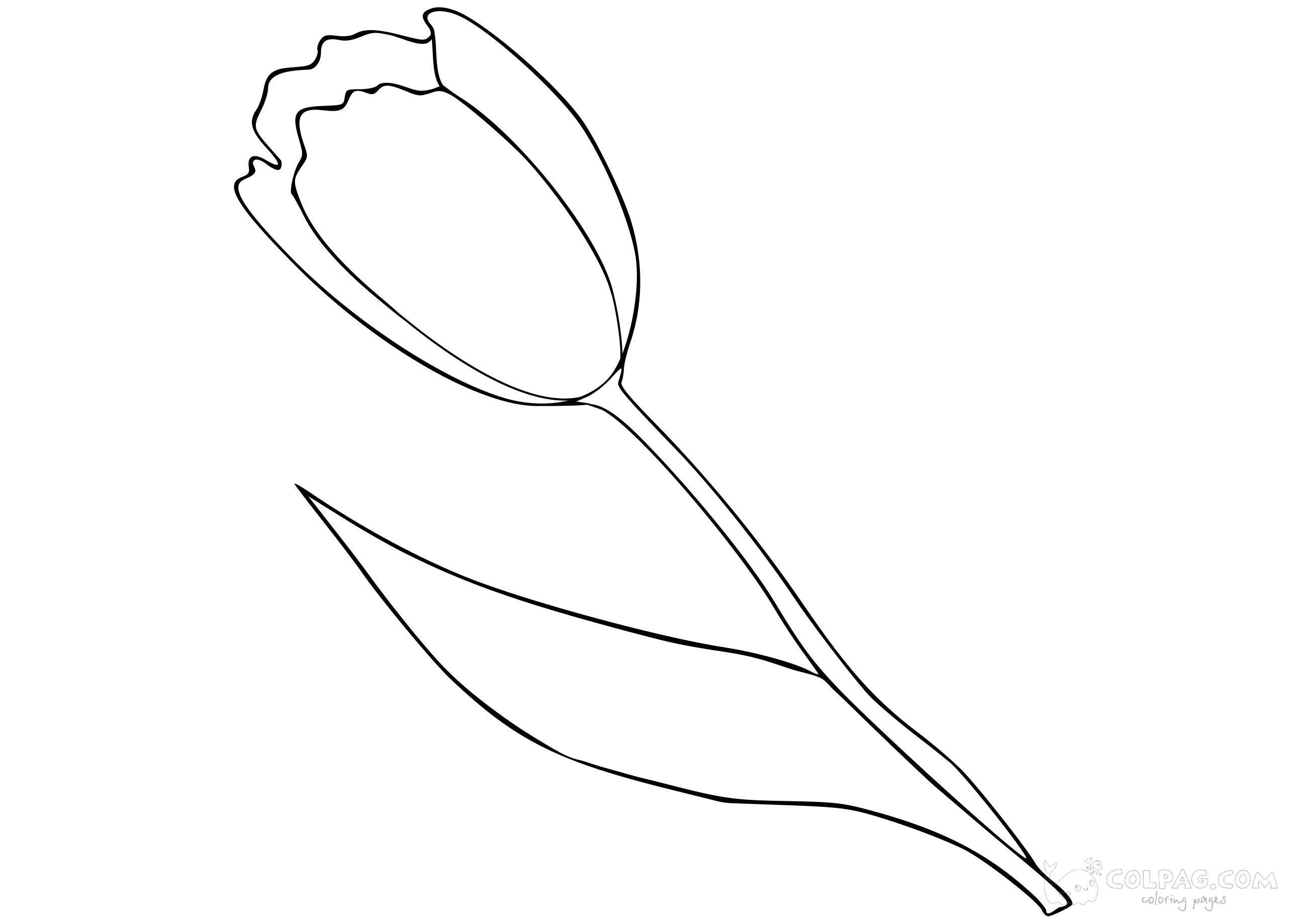 tulip-colpag-coloring-page-56