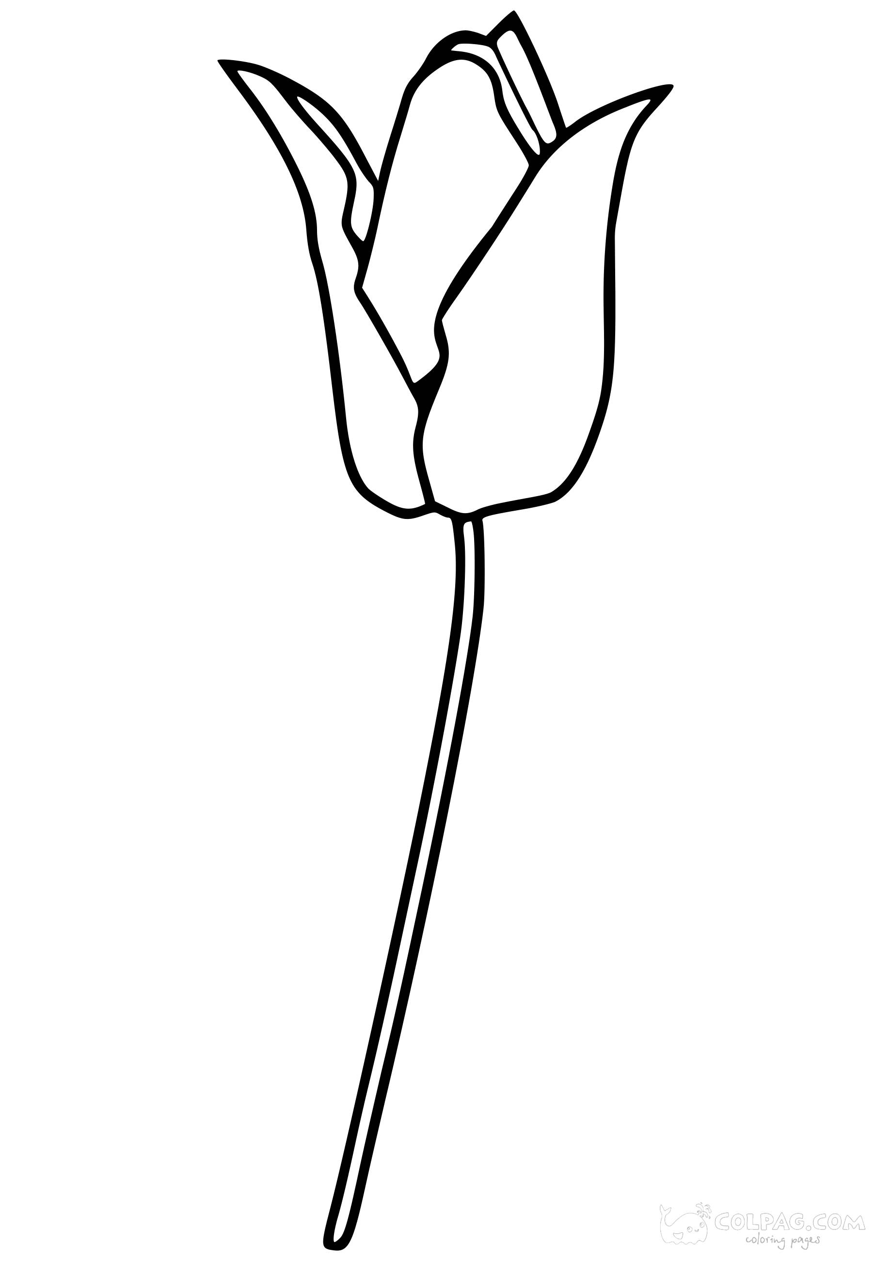 tulip-colpag-coloring-page-6