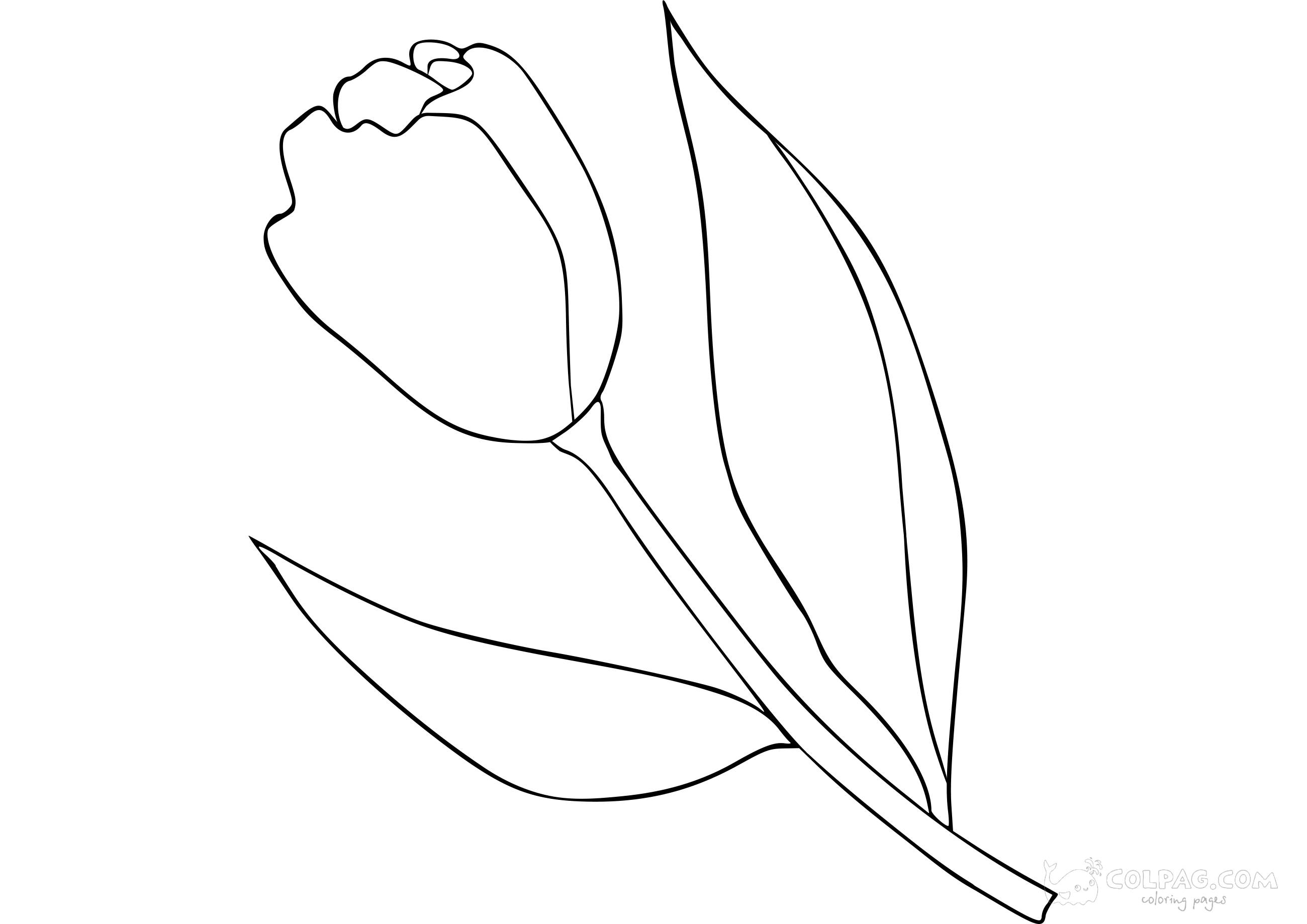 tulip-colpag-coloring-page-60