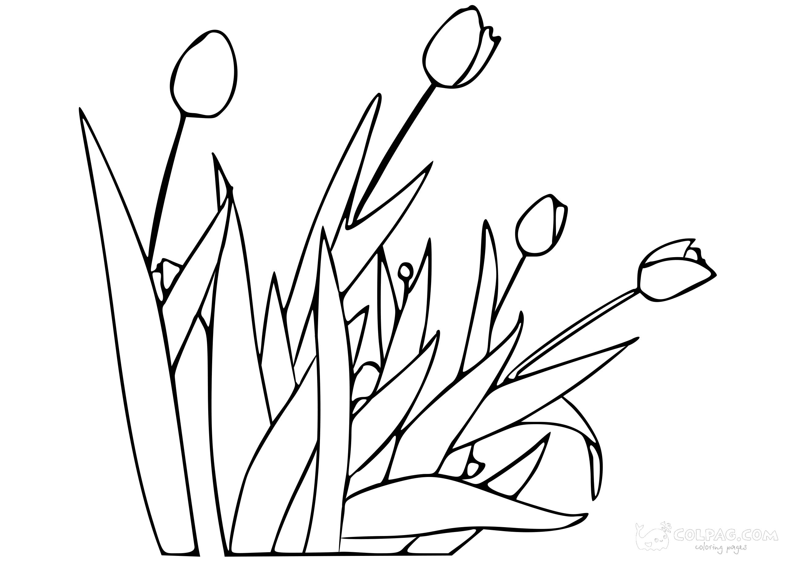tulip-colpag-coloring-page-63