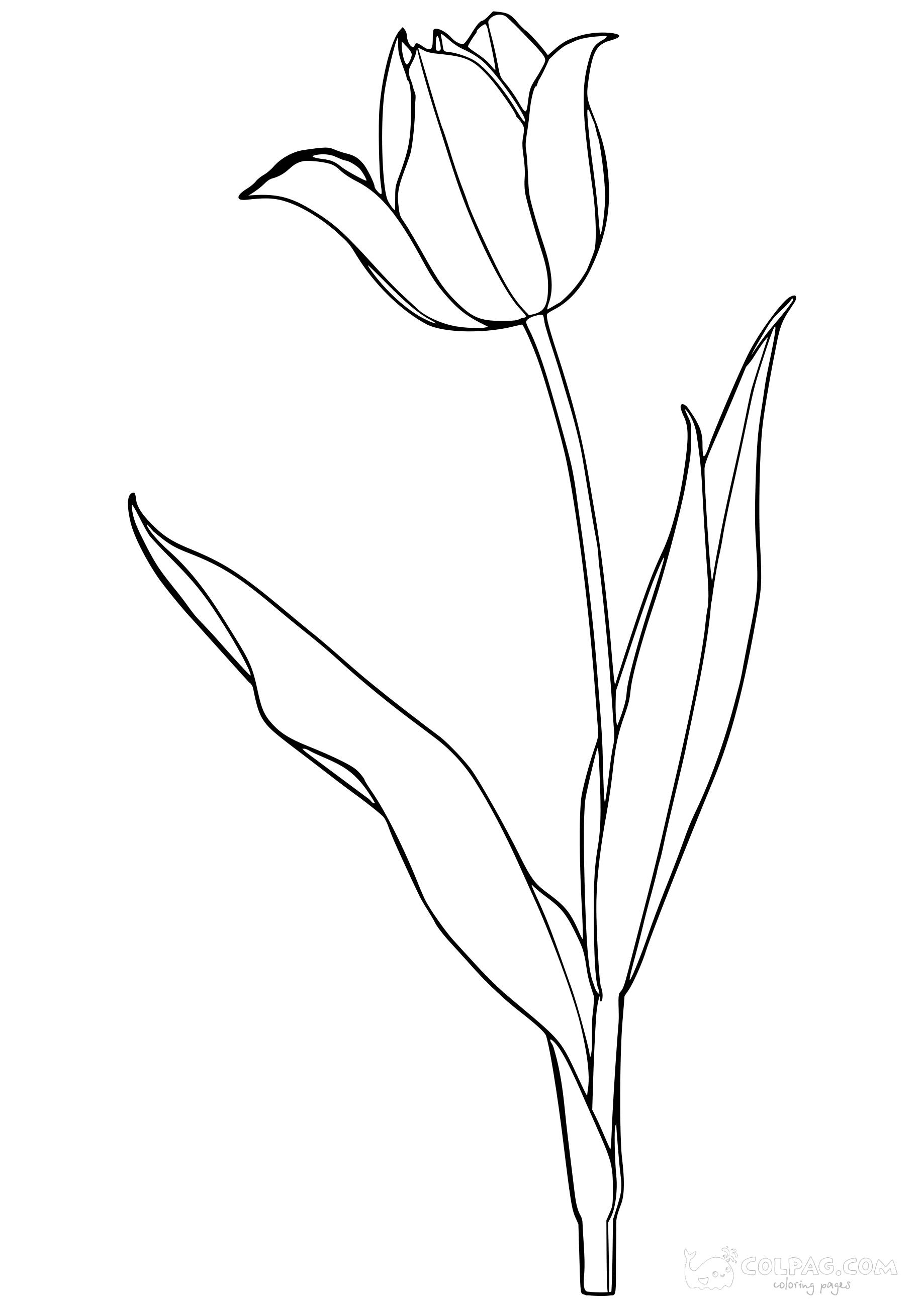 tulip-colpag-coloring-page-67