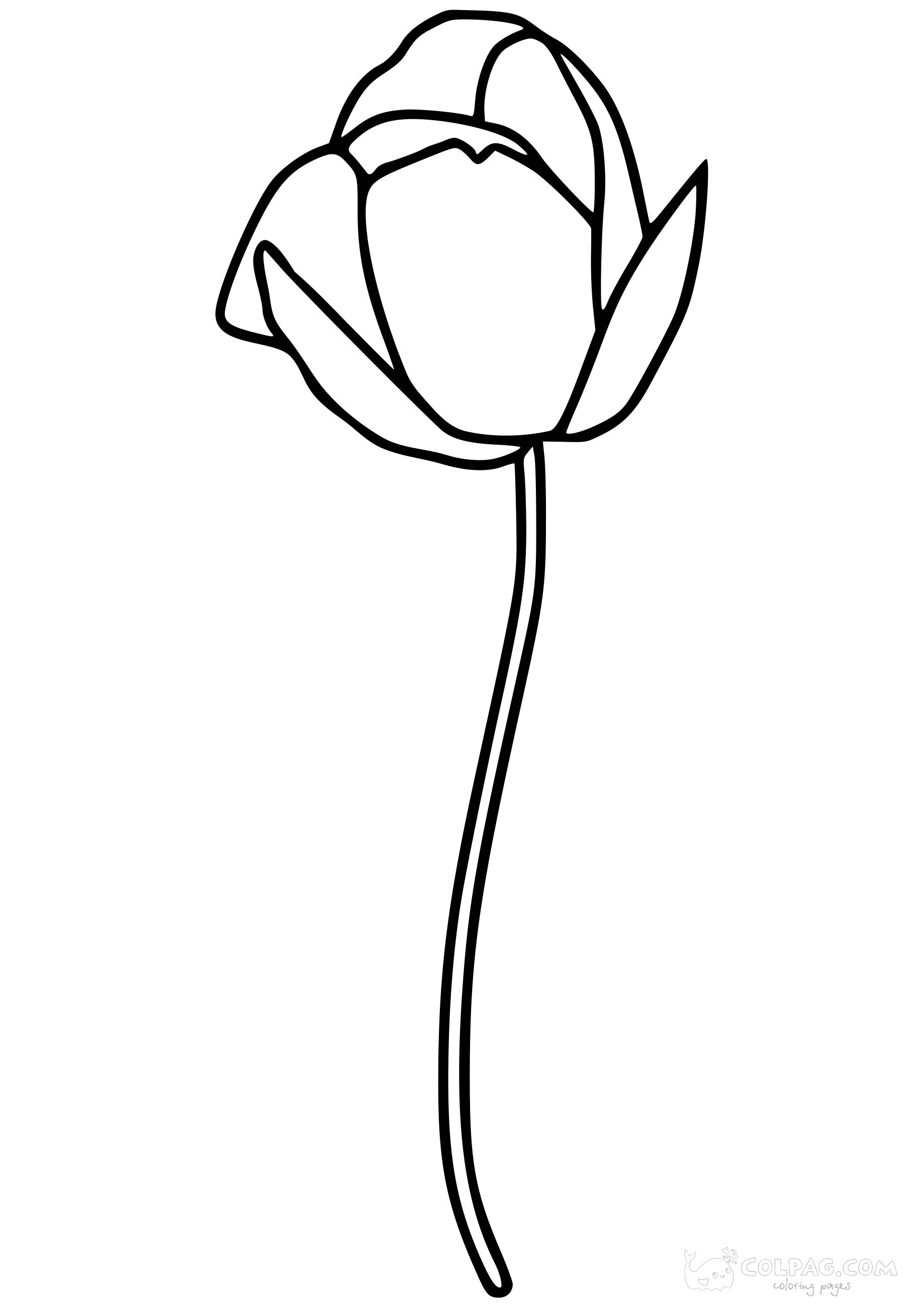 tulip-colpag-coloring-page-7