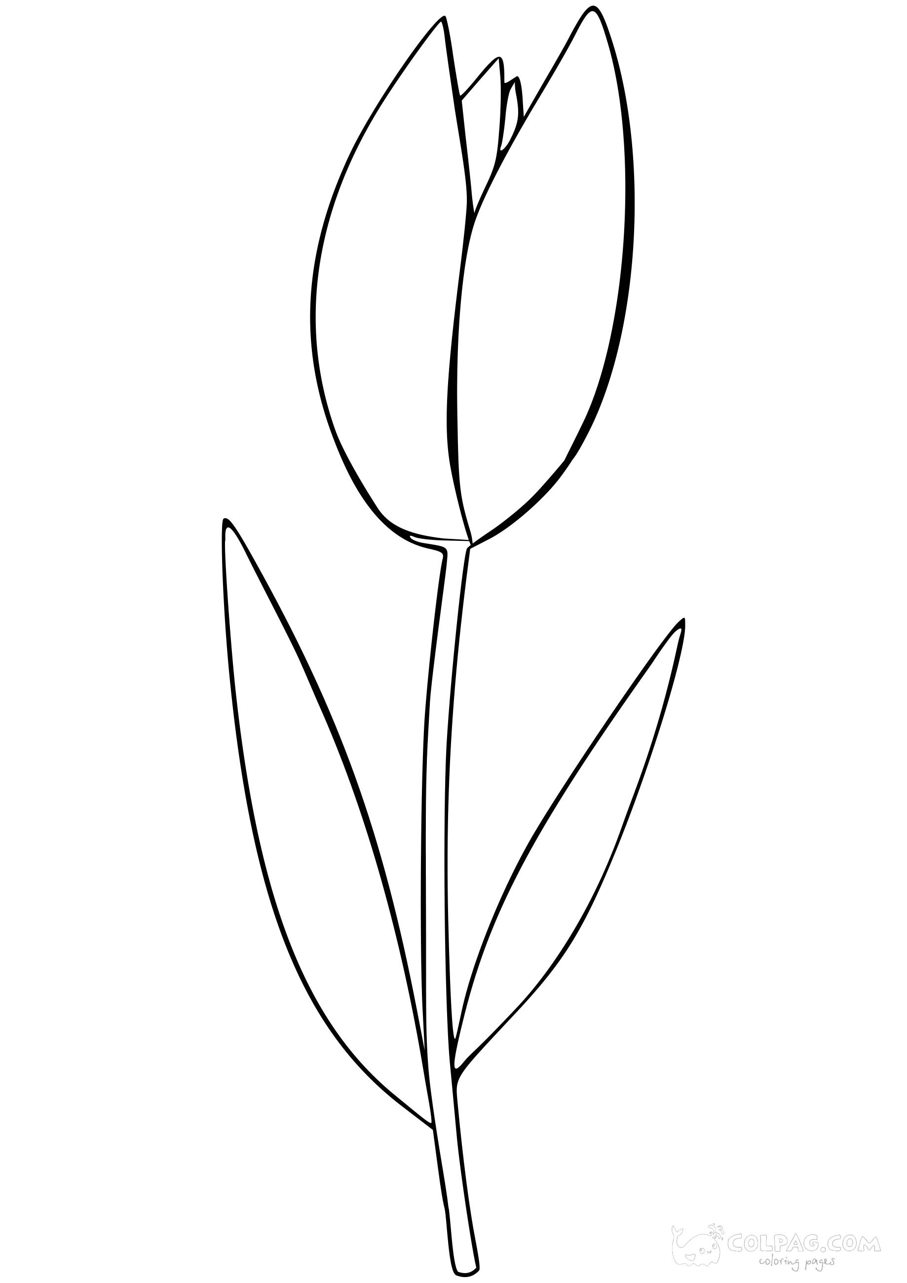 tulip-colpag-coloring-page-8
