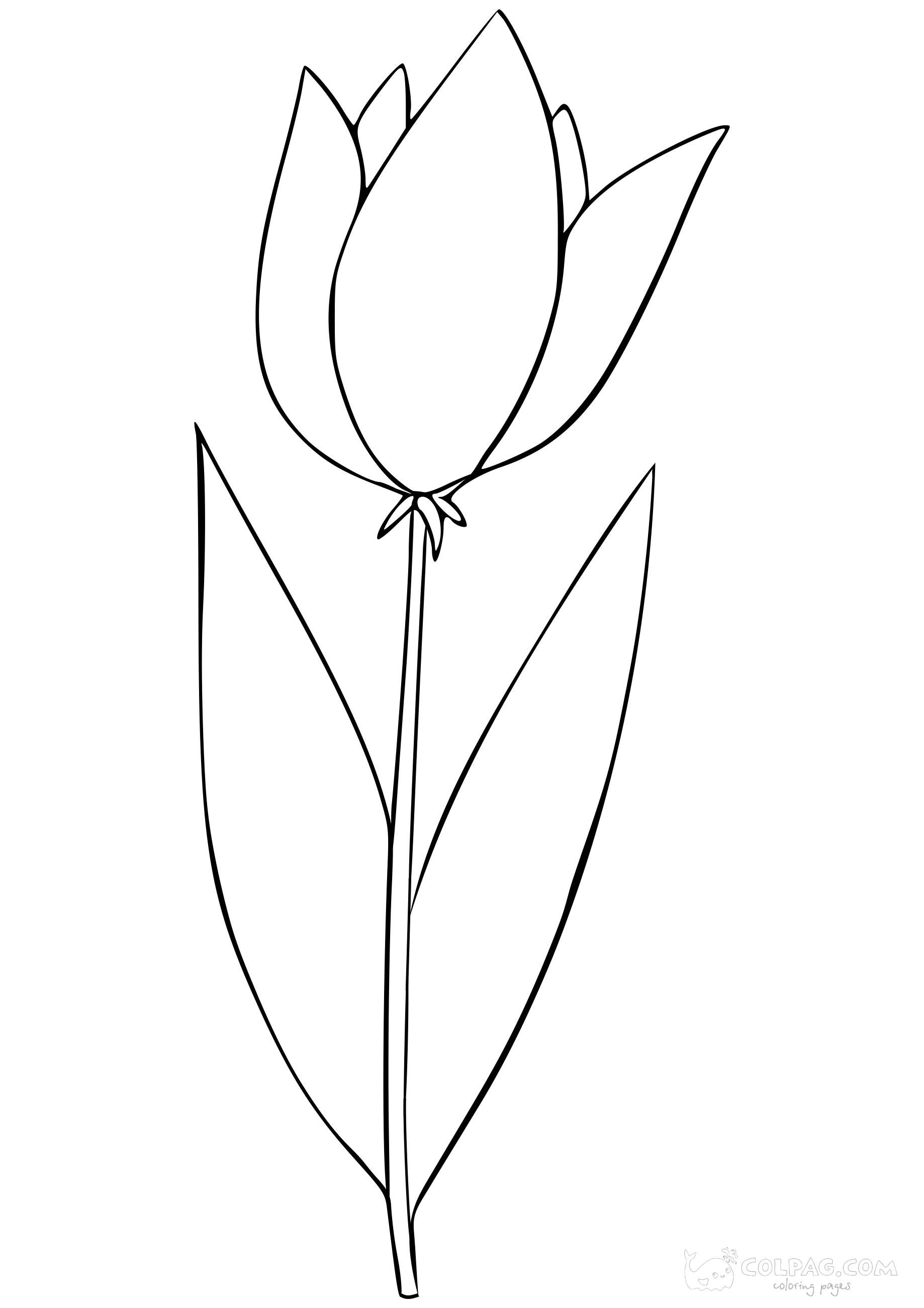 tulip-colpag-coloring-page-9