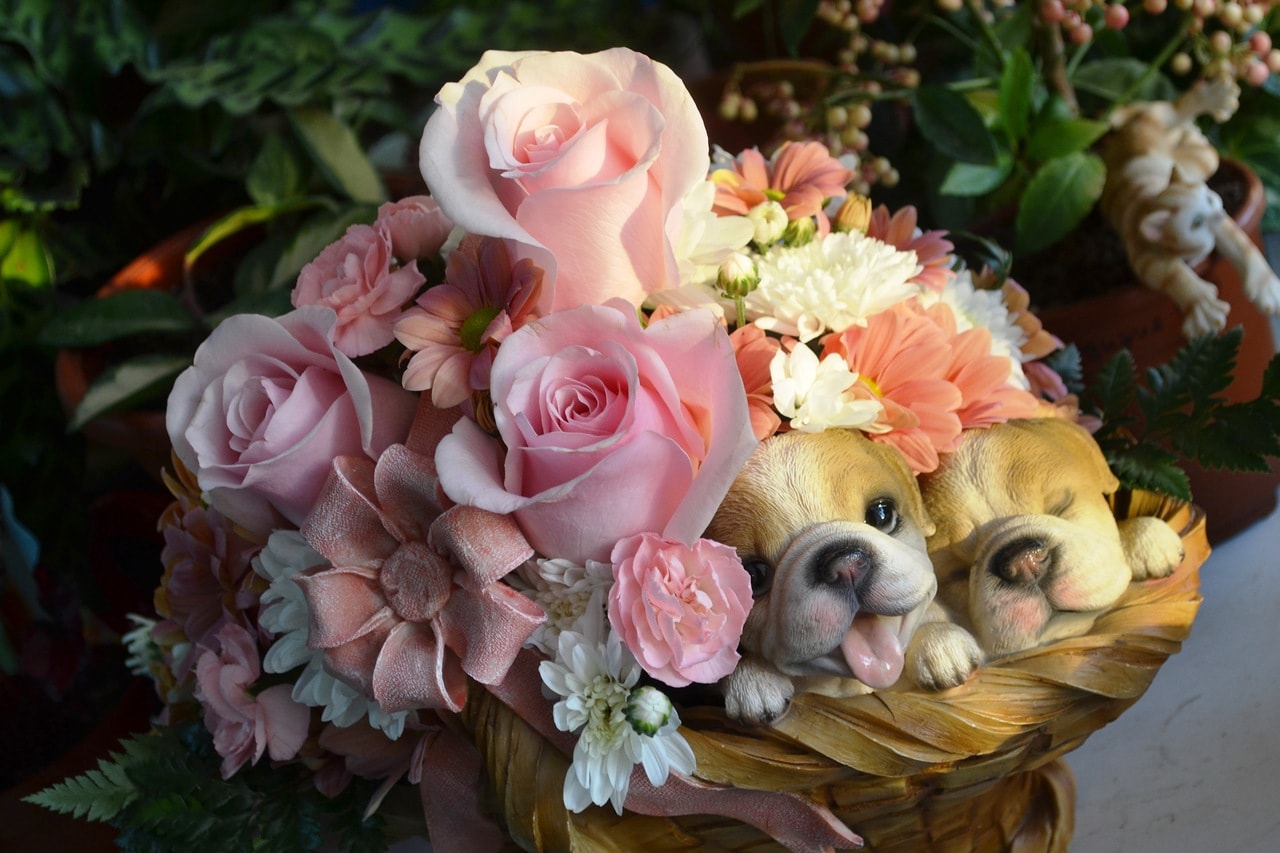 Bilder von schönen Blumensträußen. 80 atemberaubende Fotos