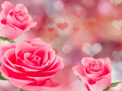 Fotos von Rosen. 130 Bilder von schönen Rosensträußen