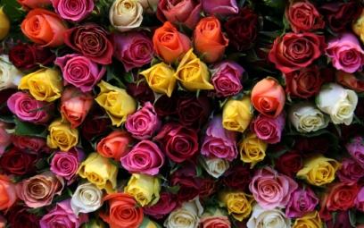 Zdjęcia róż. 130 zdjęć pięknych bukietów w wysokiej rozdzielczości