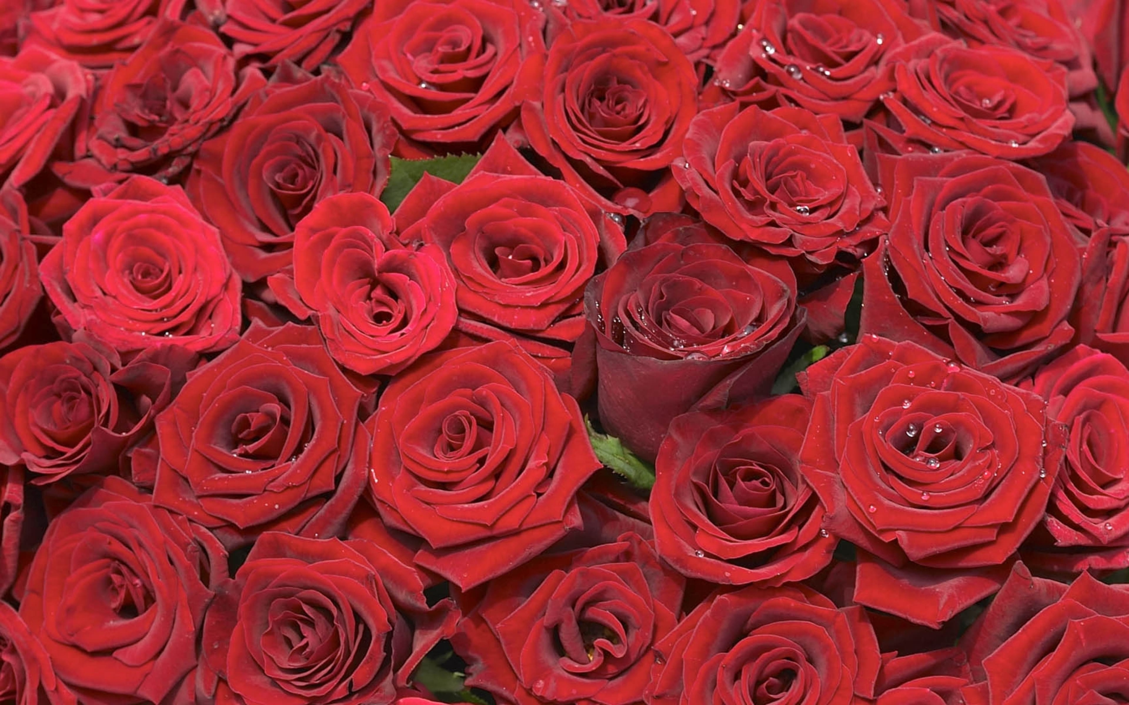 Обои розочки. Rose Red Bouquet красные розы.