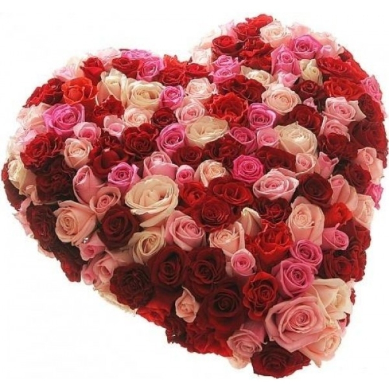 Fotos von Rosen. 130 Bilder von schönen Rosensträußen