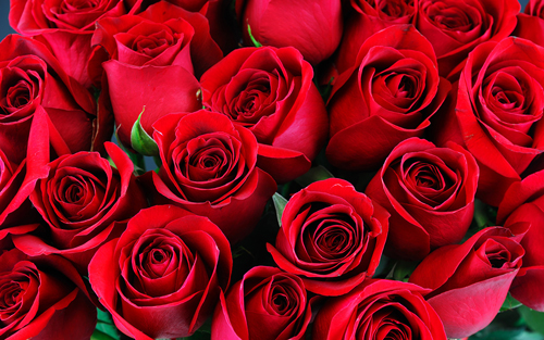 Fotografie růží. 130 obrázků krásných kytic ve vysokém rozlišení
