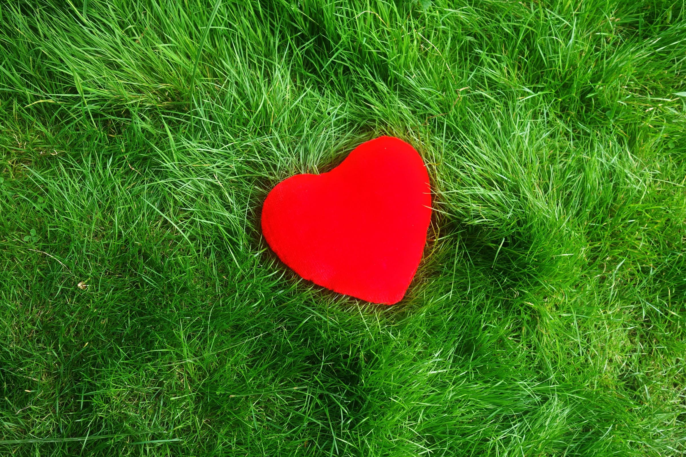 Beautiful Images of Hearts - 240 High-Quality Photos for Free