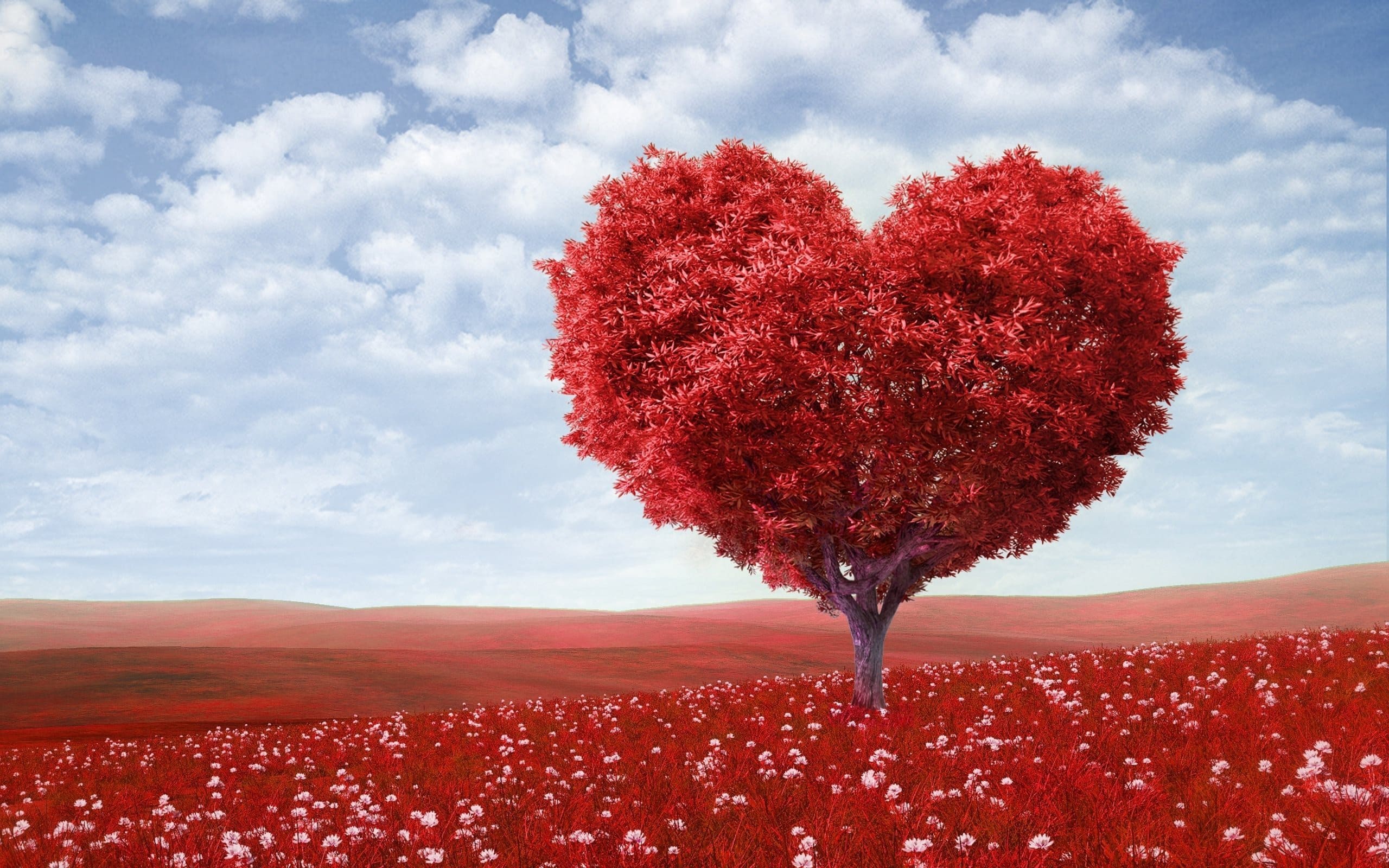 Beautiful Images of Hearts - 240 High-Quality Photos for Free