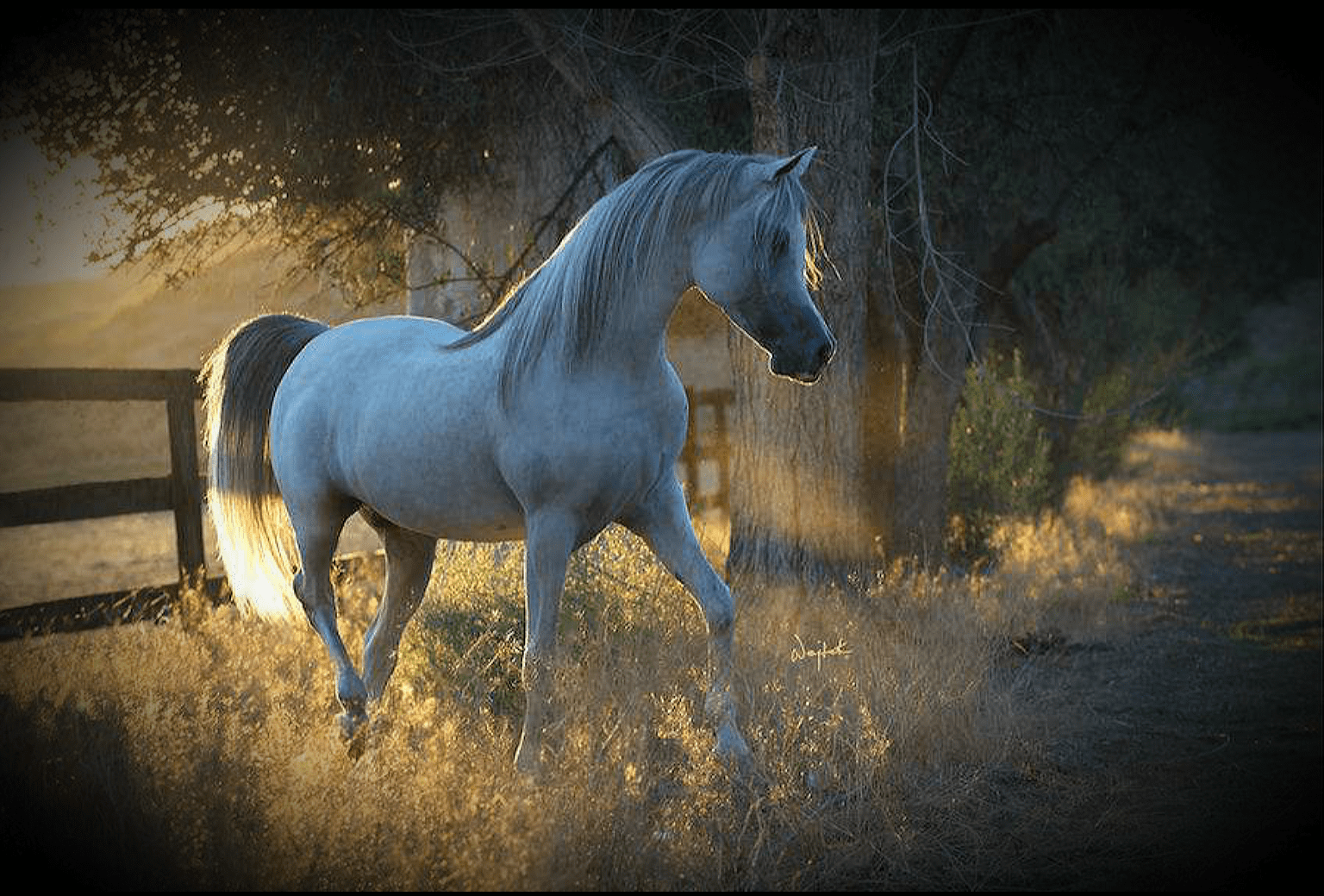 Очень красивый конь