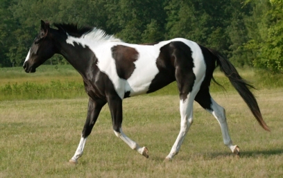 horse 102