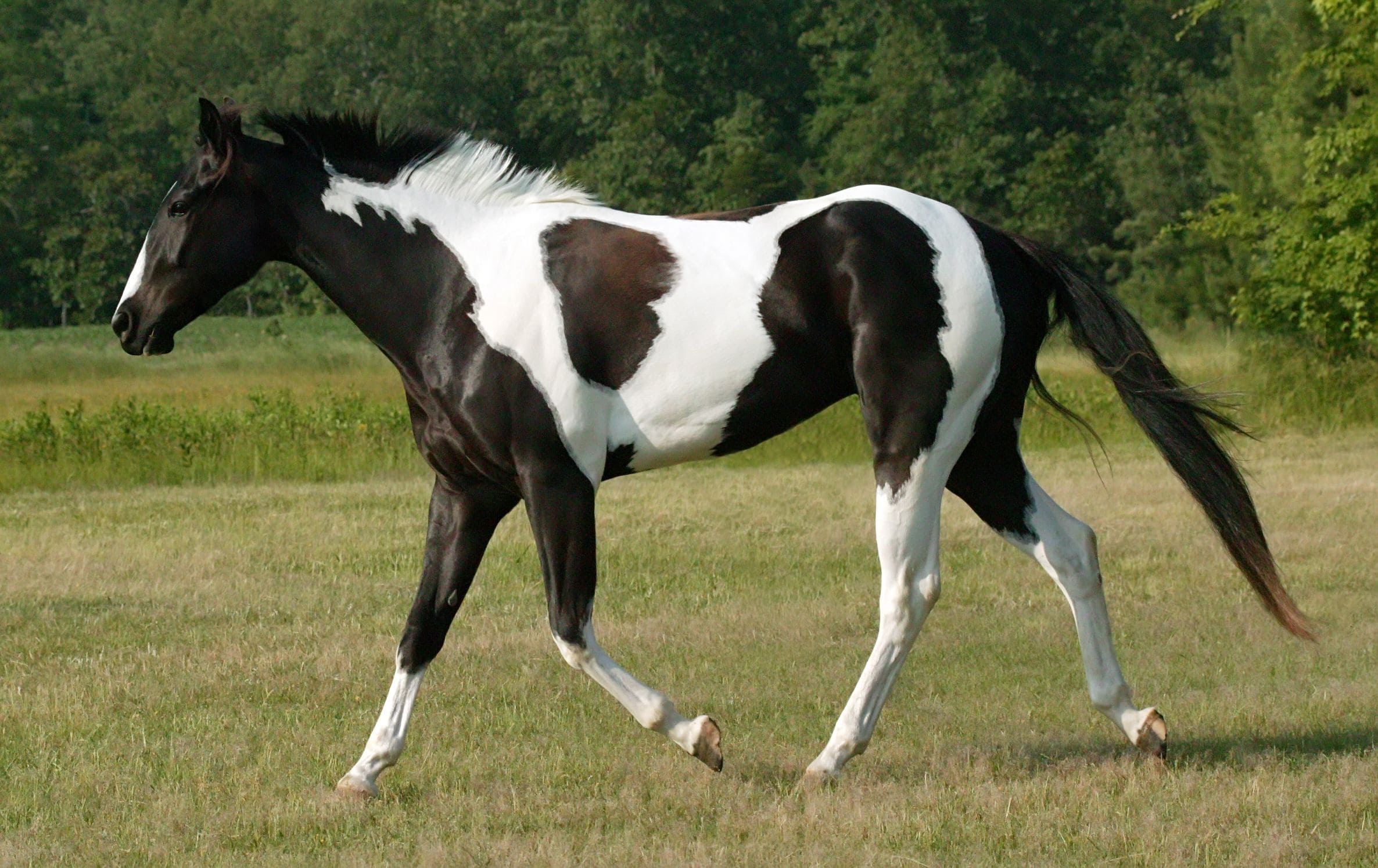 Черный цвет лошади. Лошадь породы Пинто. Пинто лошадь пегая. Пинто масть лошади. Американский Пейнтхорс.