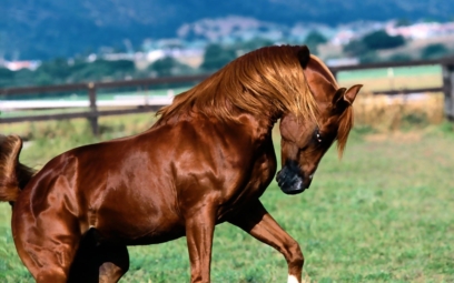 horse 109