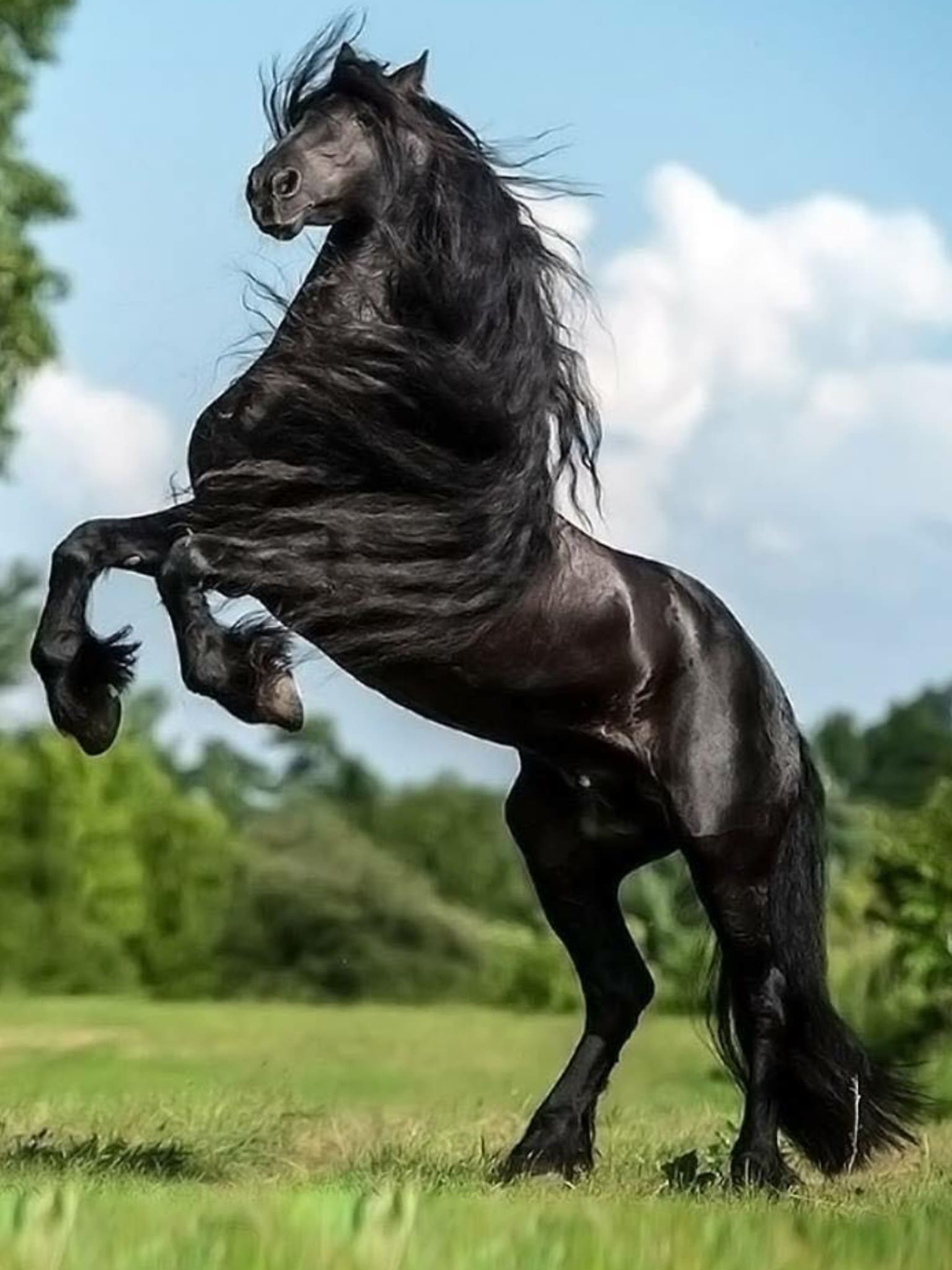 Картинки лучших лошадей. Фризская порода лошадей Вороная. Вороной Мустанг лошадь. Пегая Фризская лошадь.