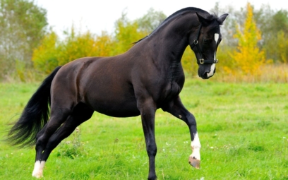 horse 113