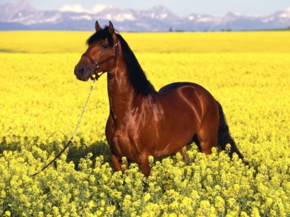 horse 114