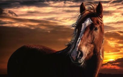 Фотографии красивых лошадей. 160 качественных картинок