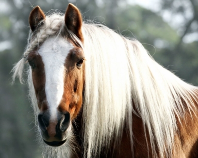 horse 122