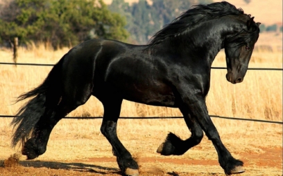 horse 130